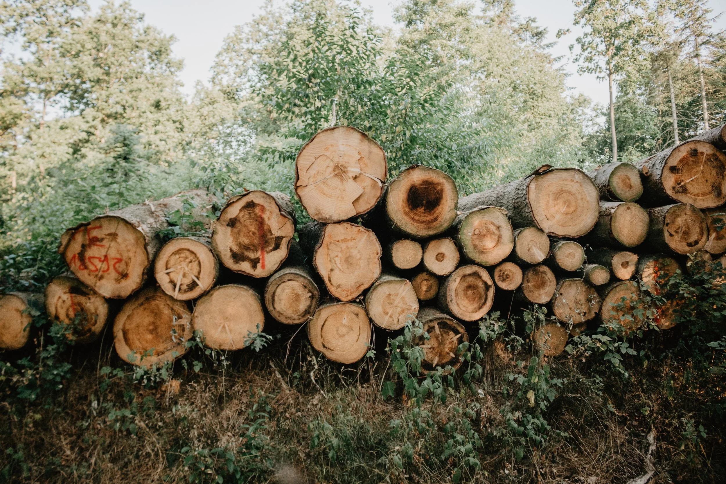 Timber Harvesting