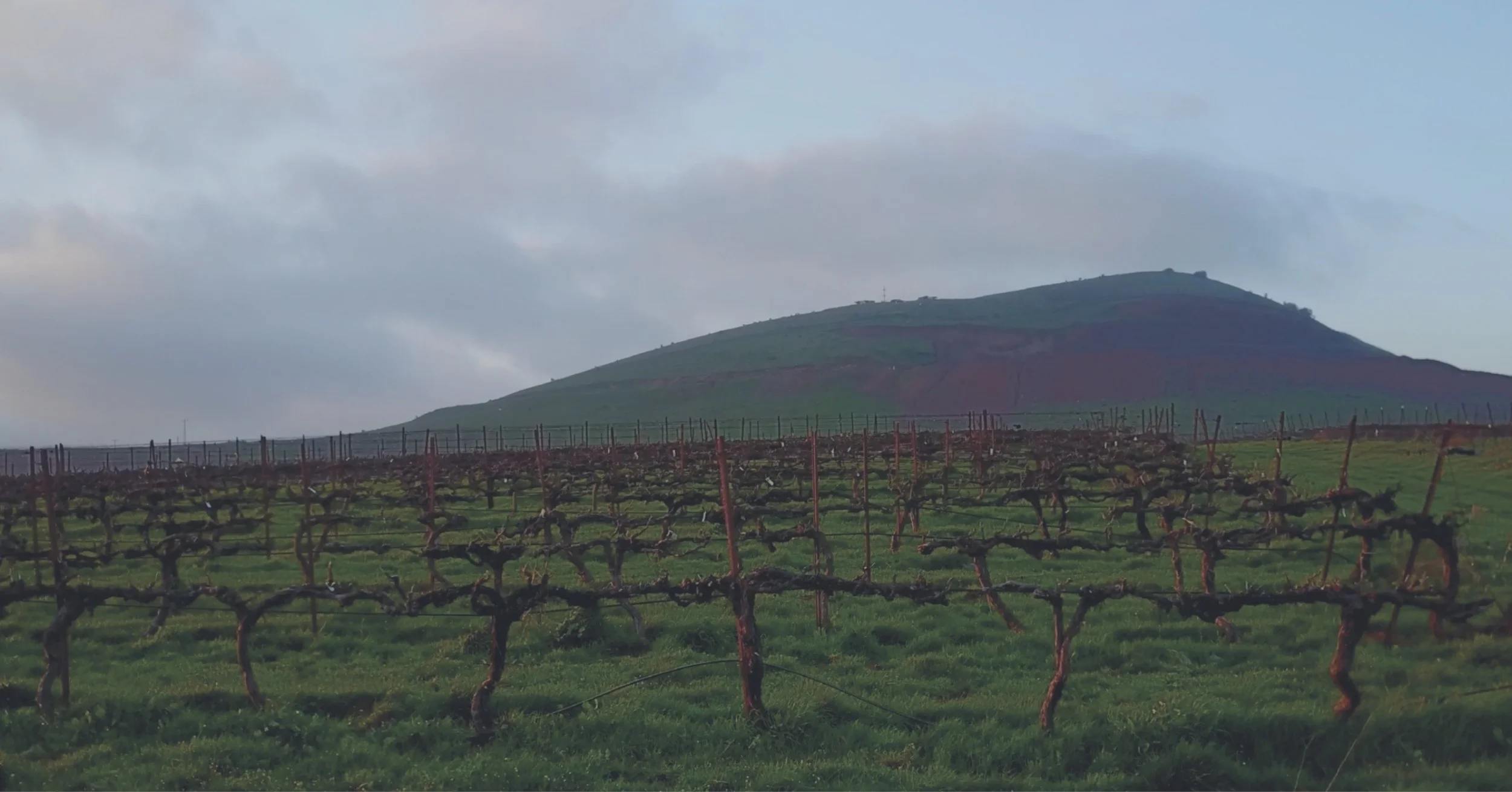 Like New Wine for the Thirsty