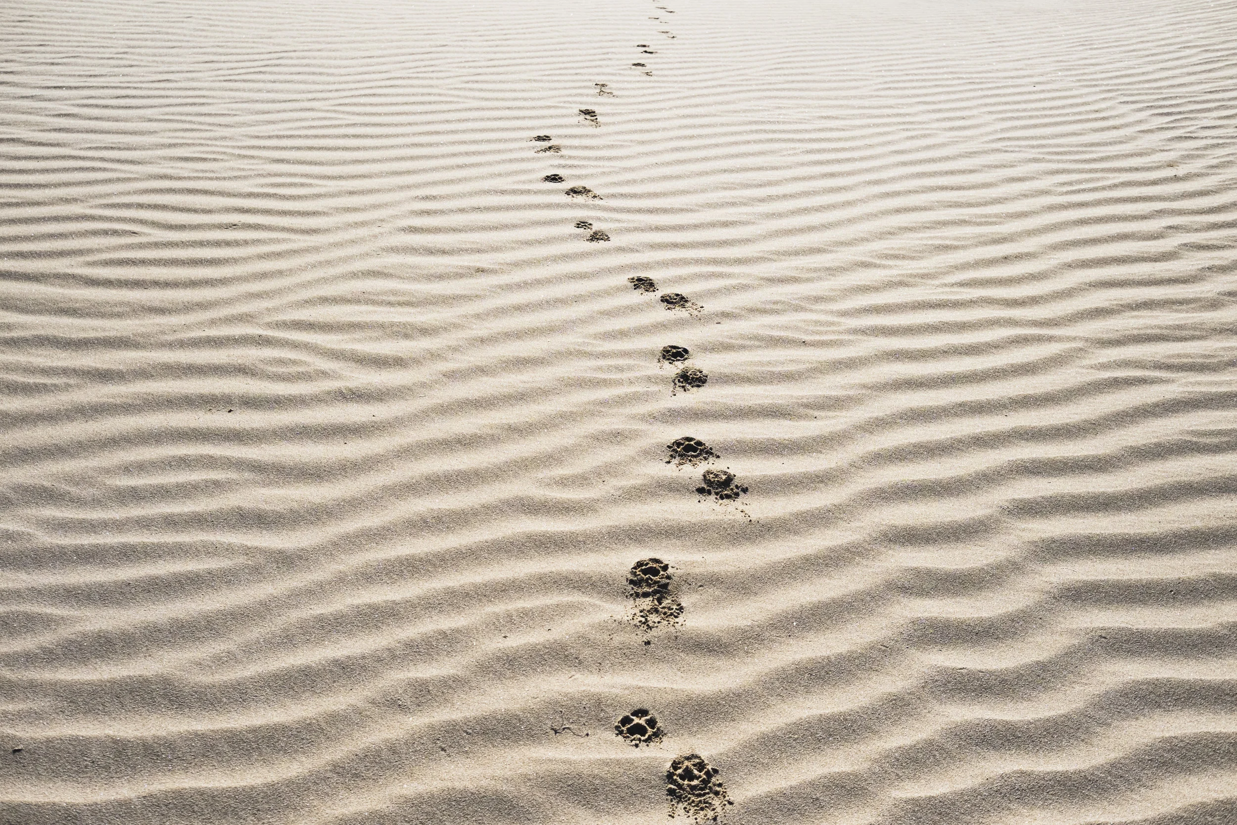 In Jesus' Steps: Practical Christianity