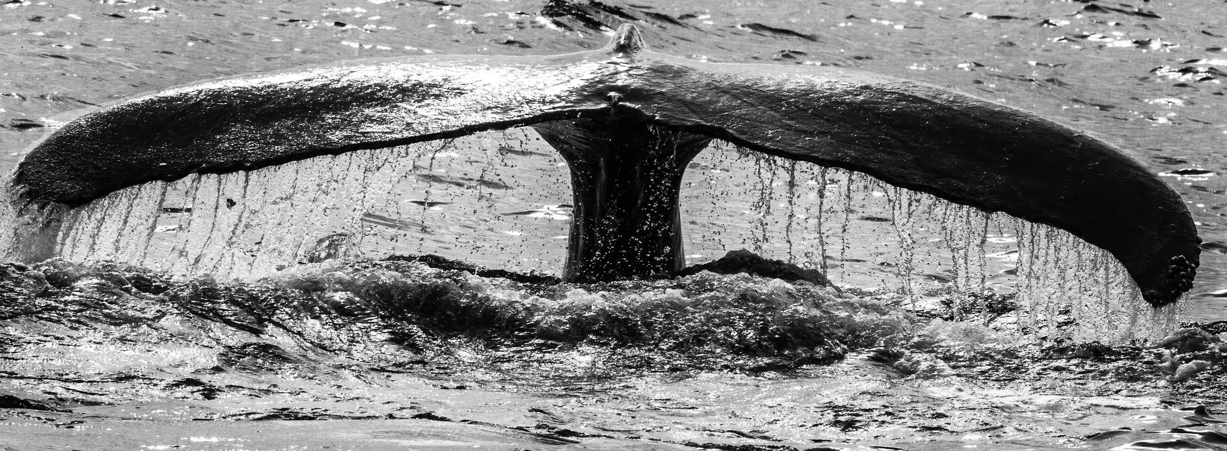 Jonah and the Whale