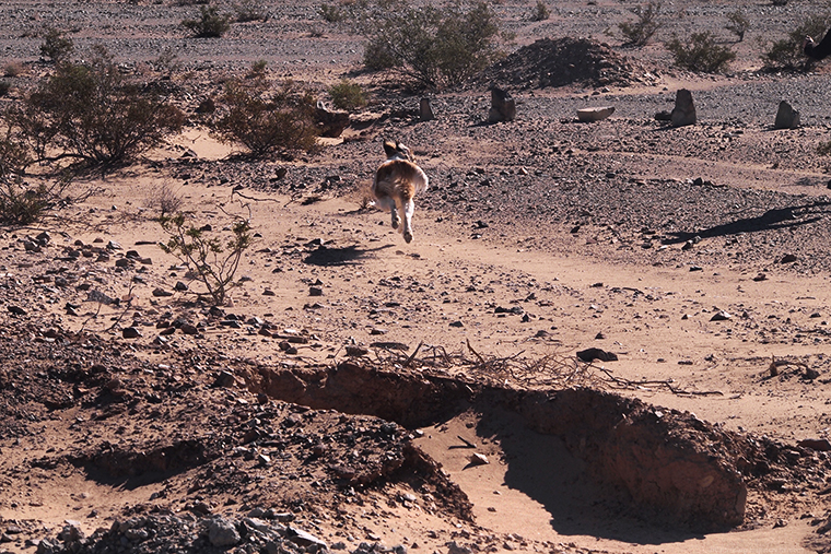 twentynine-palms-ca_24984117576_o.jpg