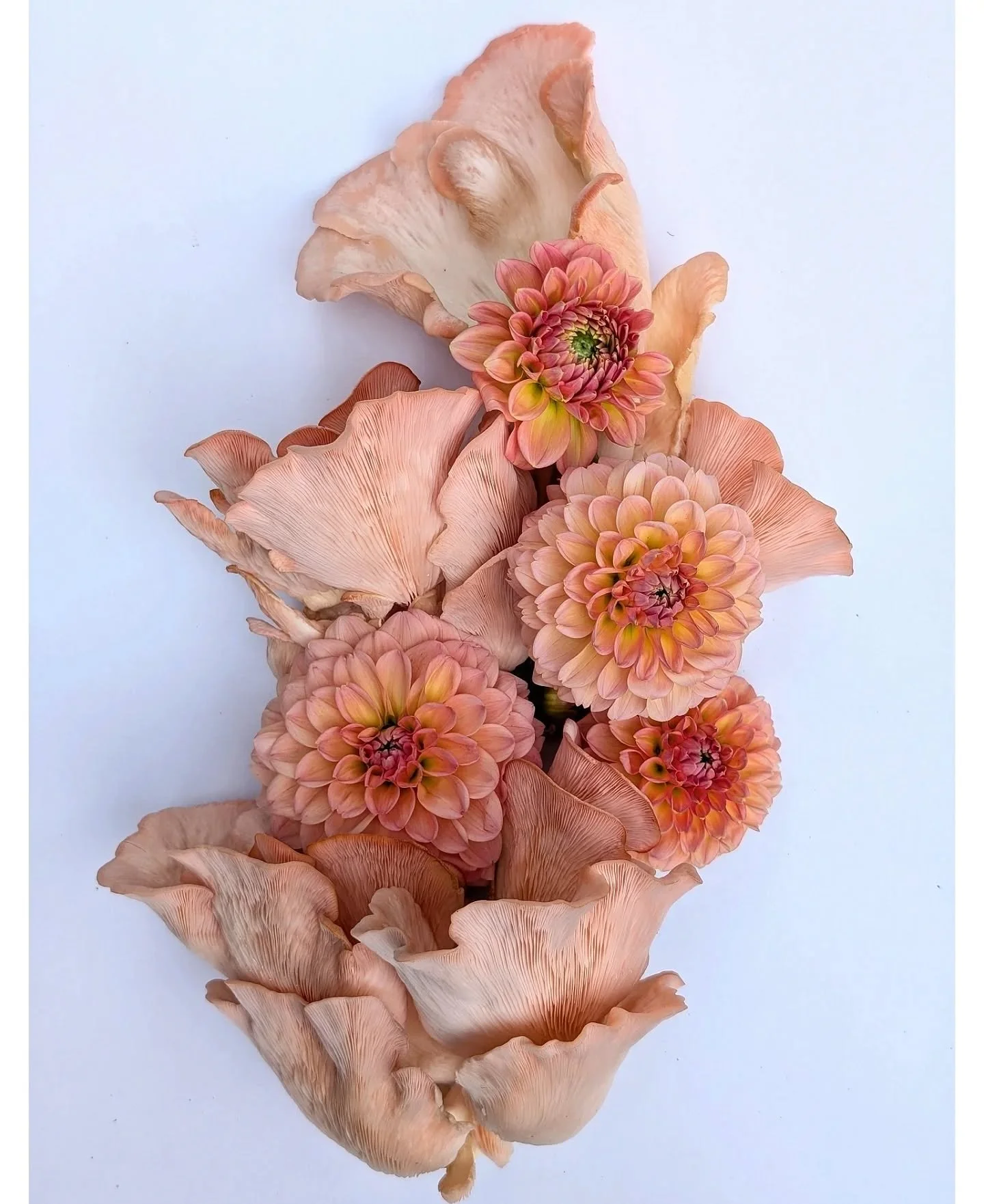 I grew my own Pink Oyster mushrooms from @urban.farm.it and I'm obsessed!! I want to paint my walls with their gorgeous colour and wrap myself in a quilt made of these delicate papery gills. Nature really is amazing. Swipe to the end to see them grow