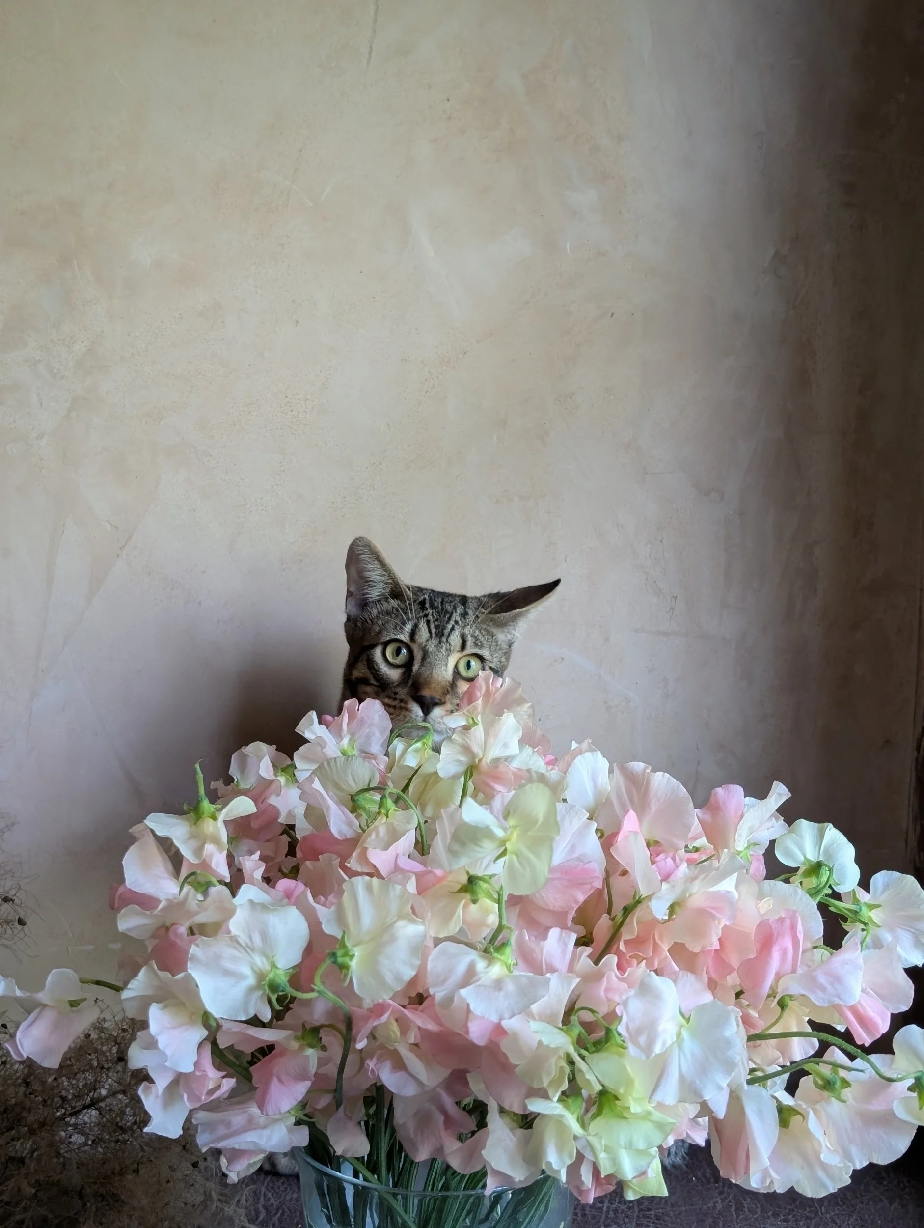 A tabby cat with green eyes peeking from behind a large bouquet of pale pink and white sweet pea flowers in a glass vase against a textured beige wall.
