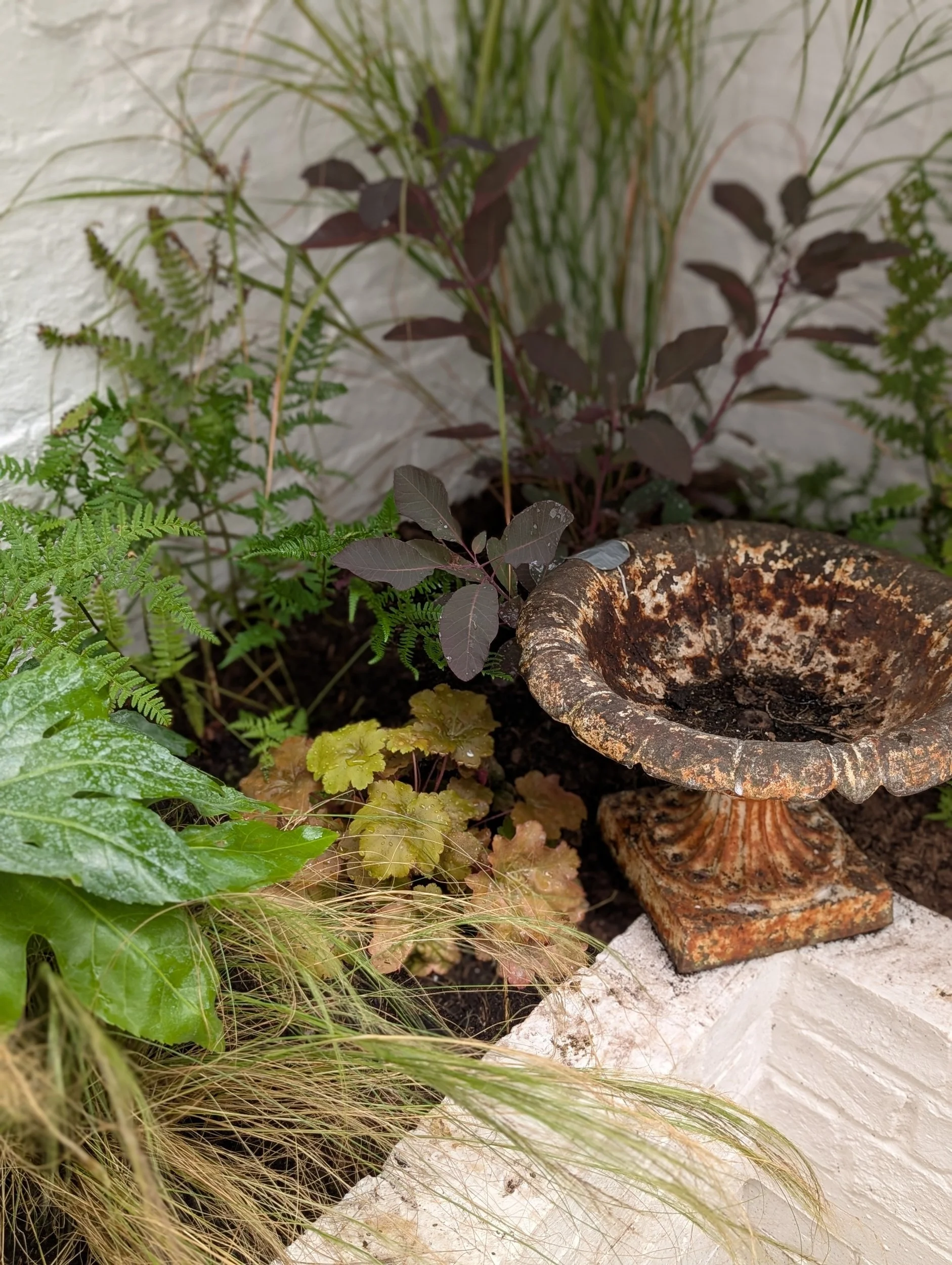 Rusty decorative birdbath surrounded by green and purple plants against a white brick wall.