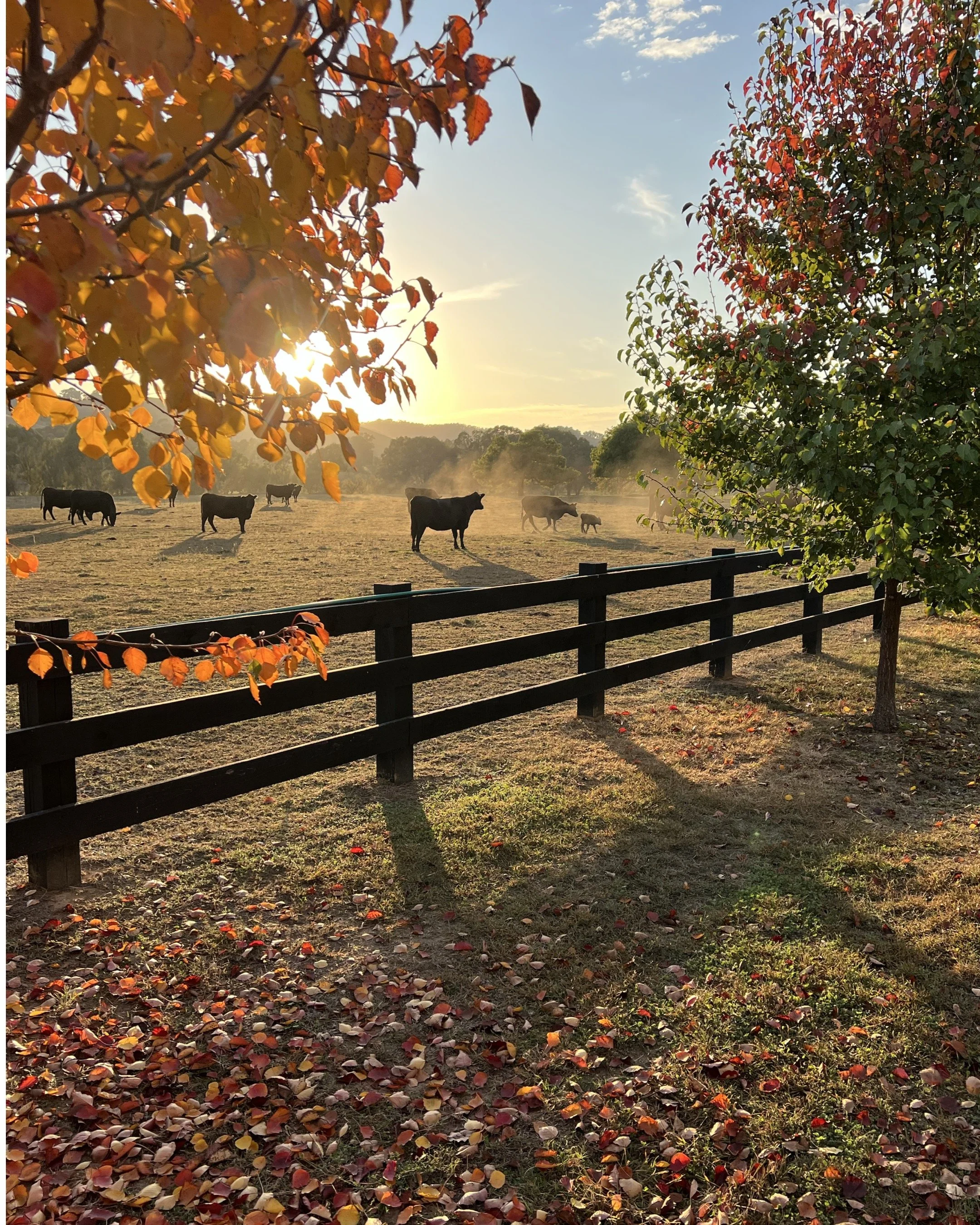 Golden autumn light along the tree-lined driveway at Dunmore Farm boutique farm stay in regional Victoria, Australia.