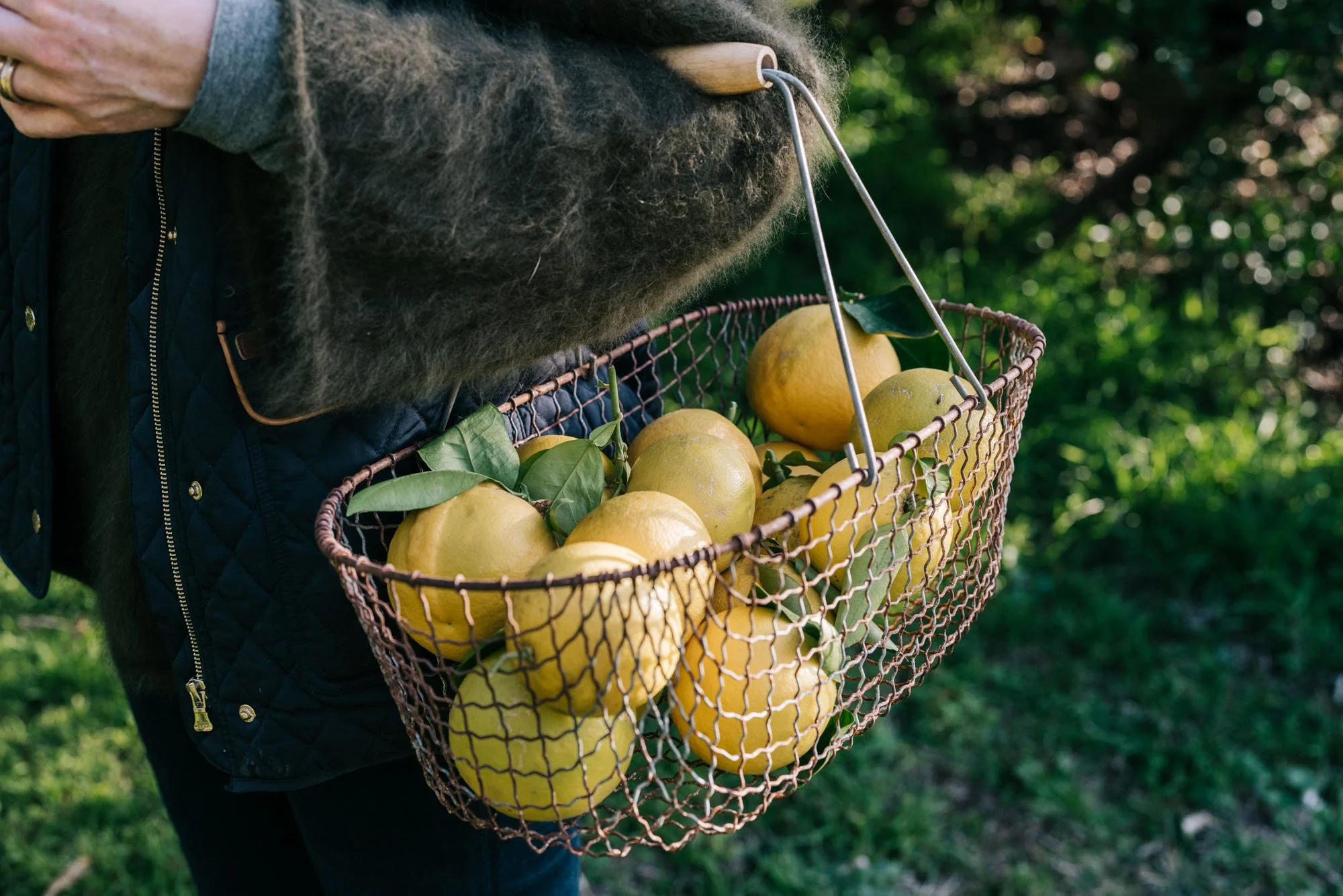 Freshly picked citrus gathered from the gardens at Dunmore Farm