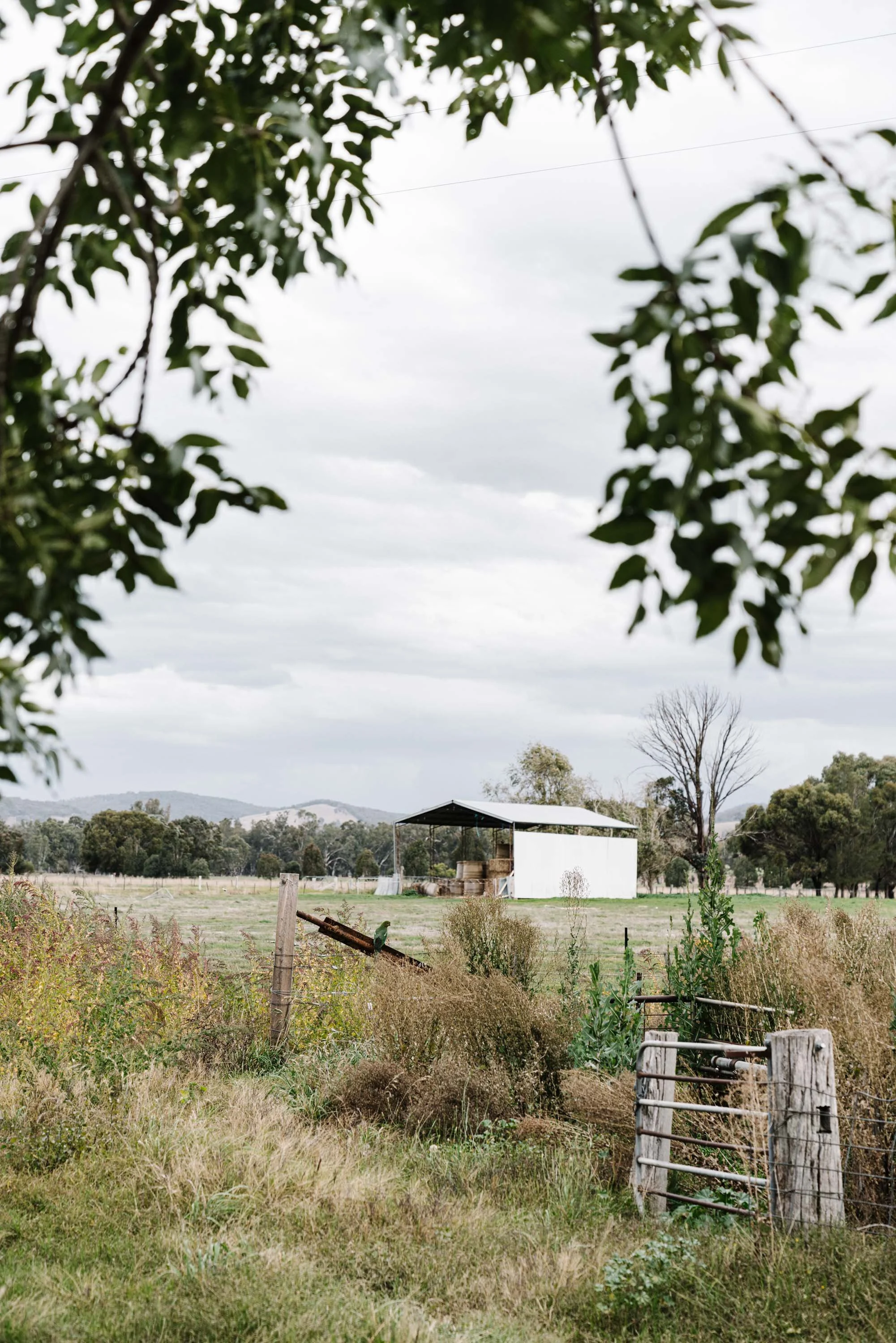 Rural landscape and farm buildings at Dunmore Farm in North East Victoria