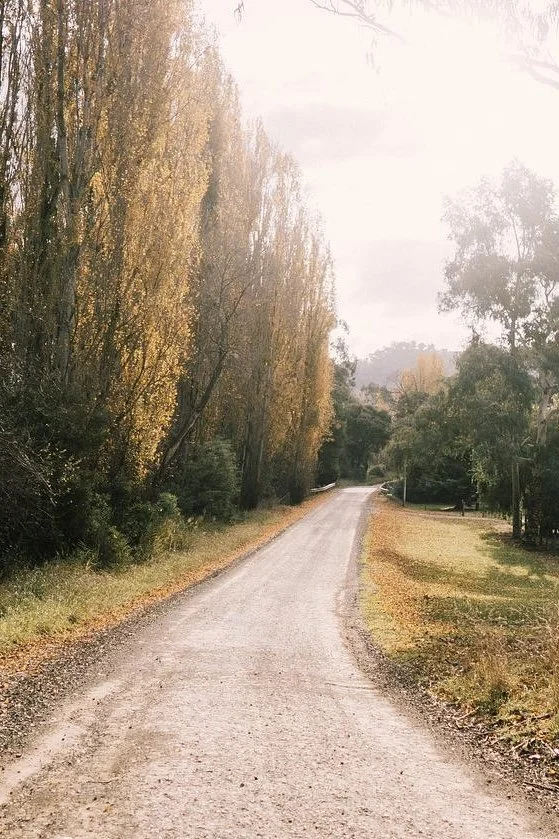 Quiet country road lined with autumn trees near Dunmore Farm in North East Victoria