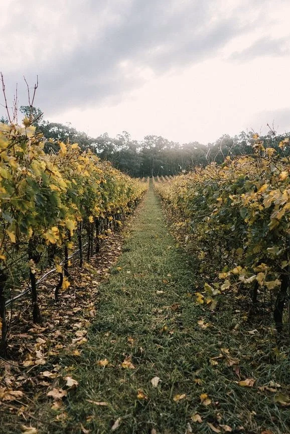 Vineyard in autumn in the King Valley wine region near Dunmore Farm