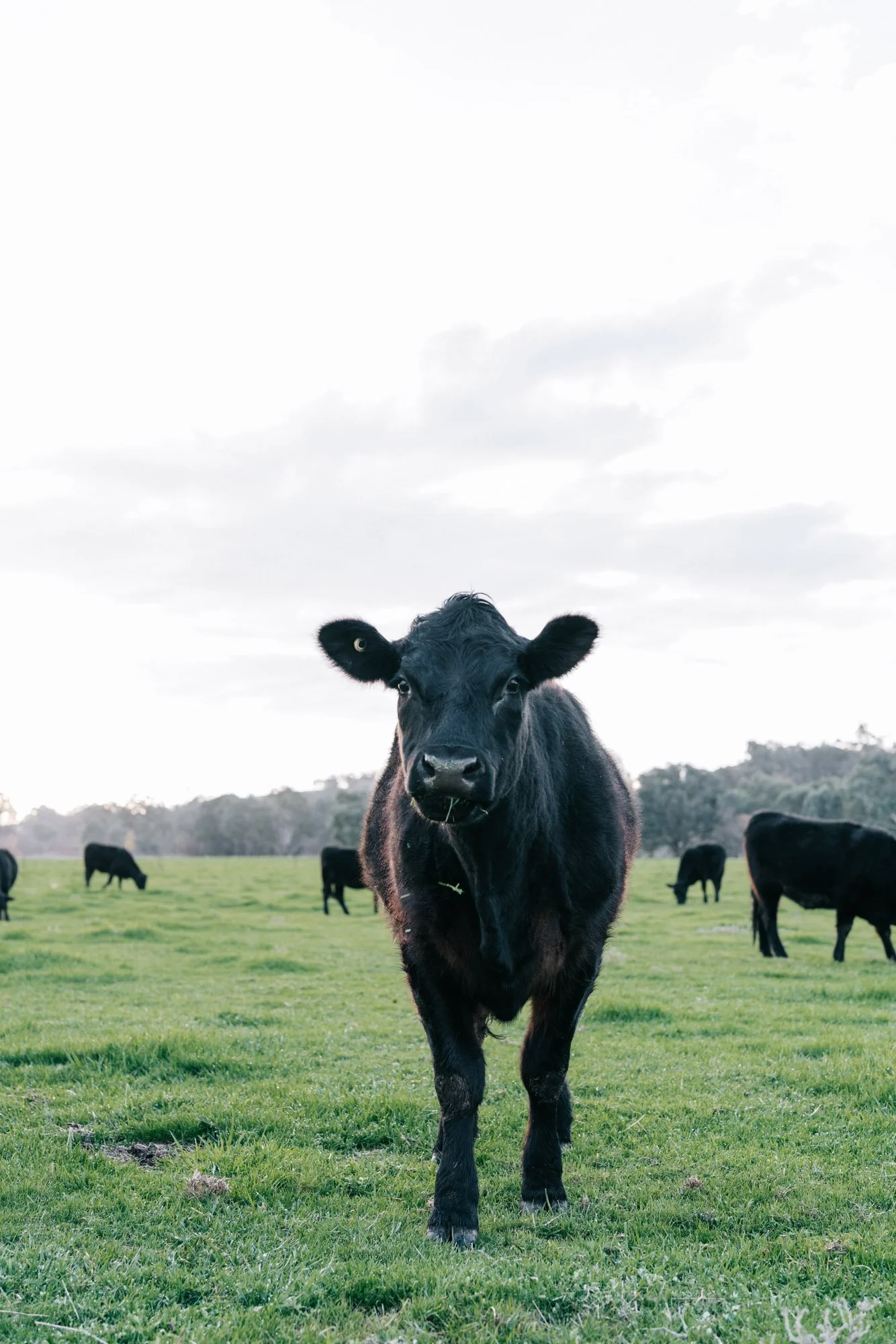 Young Angus calf standing in the paddocks at Dunmore Farm