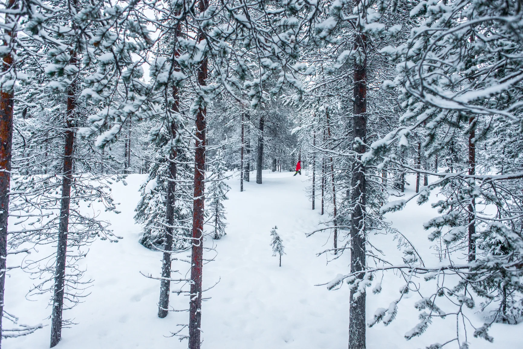 Skier trekking through the forest 