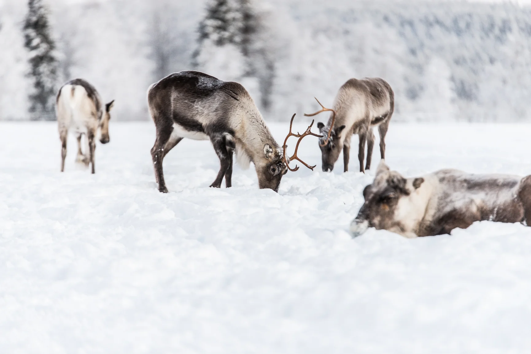 Reindeer 