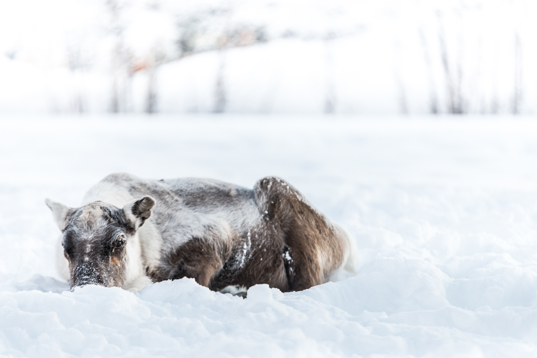 Cold reindeer at arctic cycle.JPG