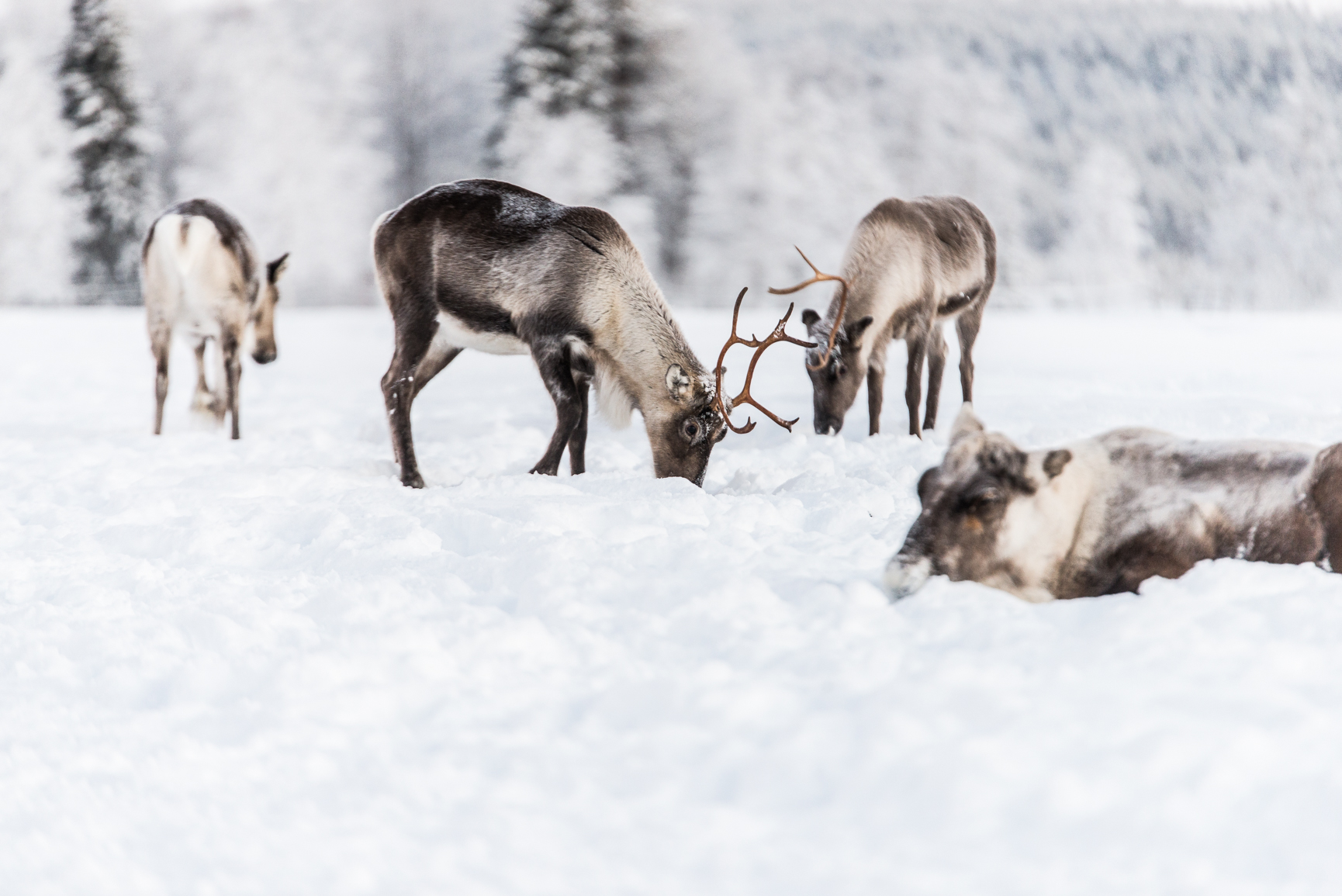 Reindeer at arctic cycle.JPG