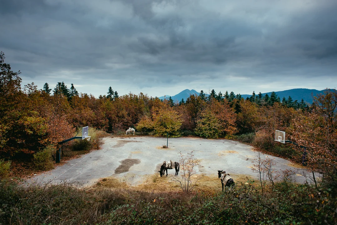 Horses at a basketball court at lake Plastira Greece