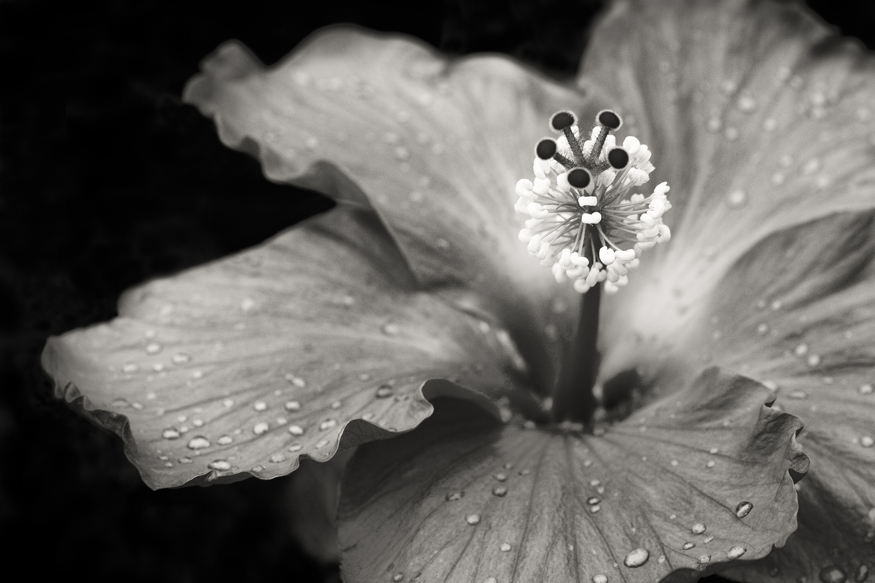 2009 Notable-11-Edit.jpg