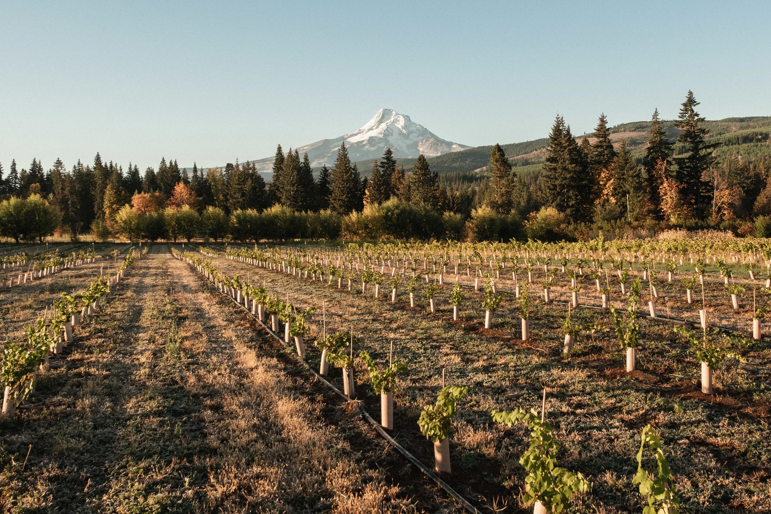 Orchard-Sept-2018-1.jpg