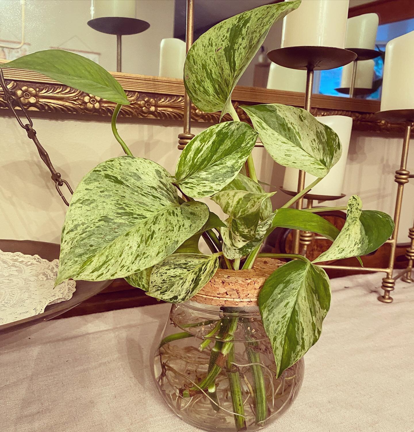 Sold✨ 

A happy rooted pothos in glass jar - $20

🌱 This pothos will thrive in water as you watch the roots grow (as long as you refresh the water weekly). Or you can pot it with soil and use this jar for propagation! 

🌱 pickup @theshopon7 
🌱 ven
