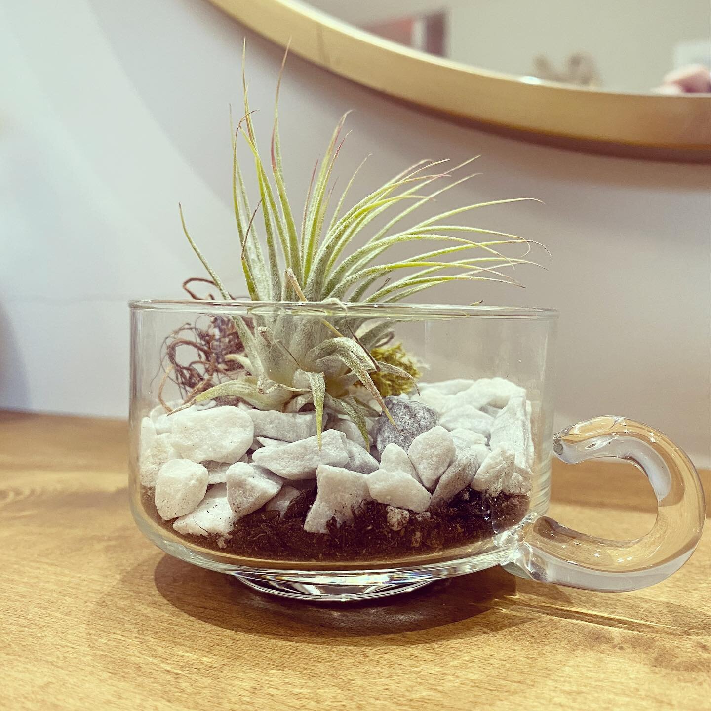 📣 Introducing the first items in our #EverythingsAPlantHolder collection 

 Cappuccino cup terrariums - $20 +tax
🌱 low maintenance 
👉🏻 water once a week
✨4 available 
✨ DM to claim
✨ venmo payment required to hold 
✨ pickup only @theshopon7 

#sh