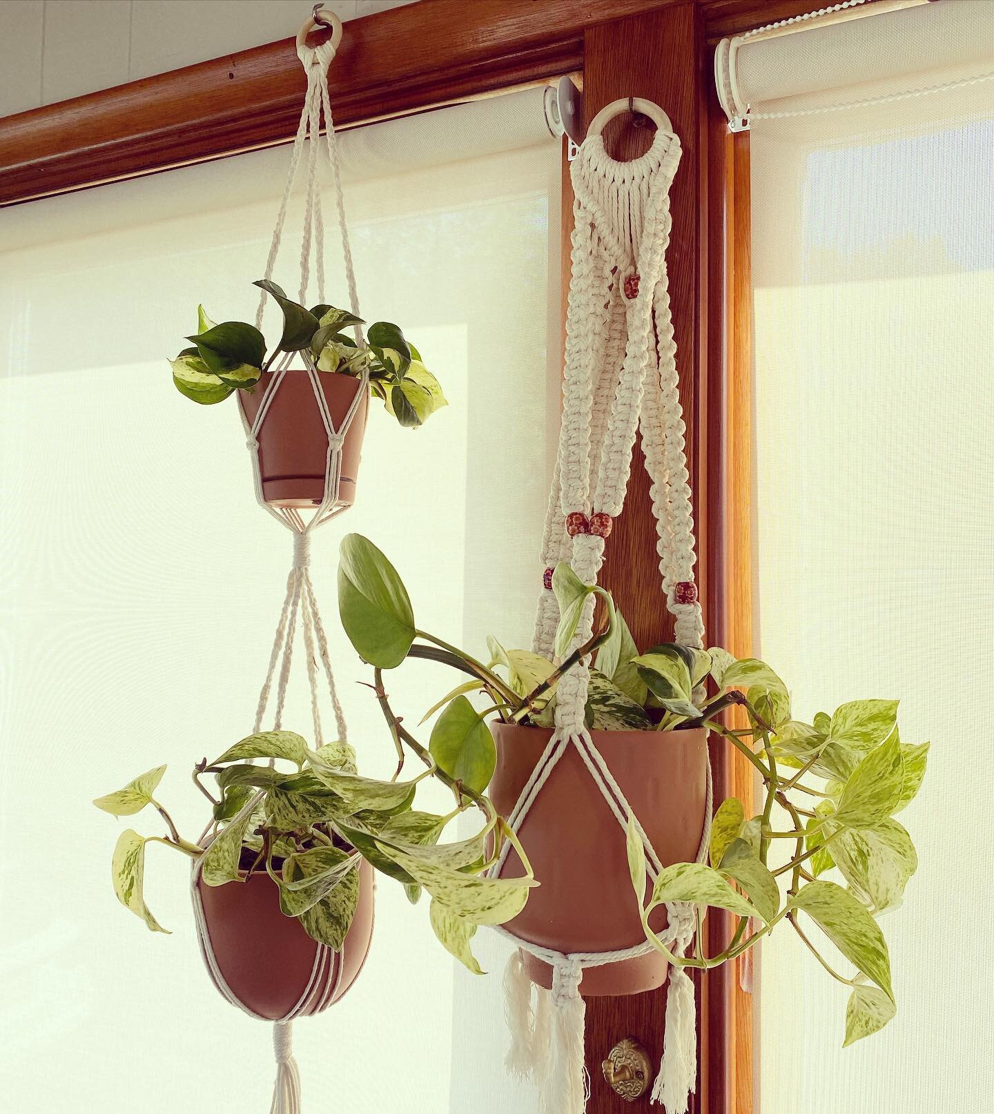 Hanging Pothos 🌱 $75 each 
(2 available)

💡 repurposed pots, handmade macram&eacute; hangers &amp; golden pothos 

#macrame #diy #ideasgirls #handmade #hangingplant #plantobsessed #goldenpothos