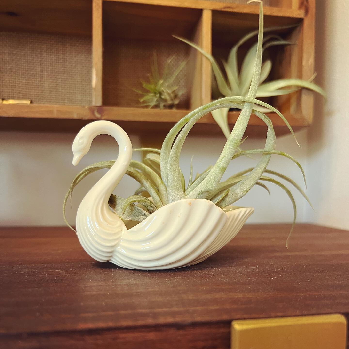 Everything's a plant holder 🌱 
Vintage Swan w/ medium airplant-$20 + tax
Venmo to hold , pickup @theshopon7 

Airplant Care Instructions:
✨ Submerge in water once a week for a few minutes! 
✨Compliment daily 

#theshopon7 #518shopgirls #vintage #pla