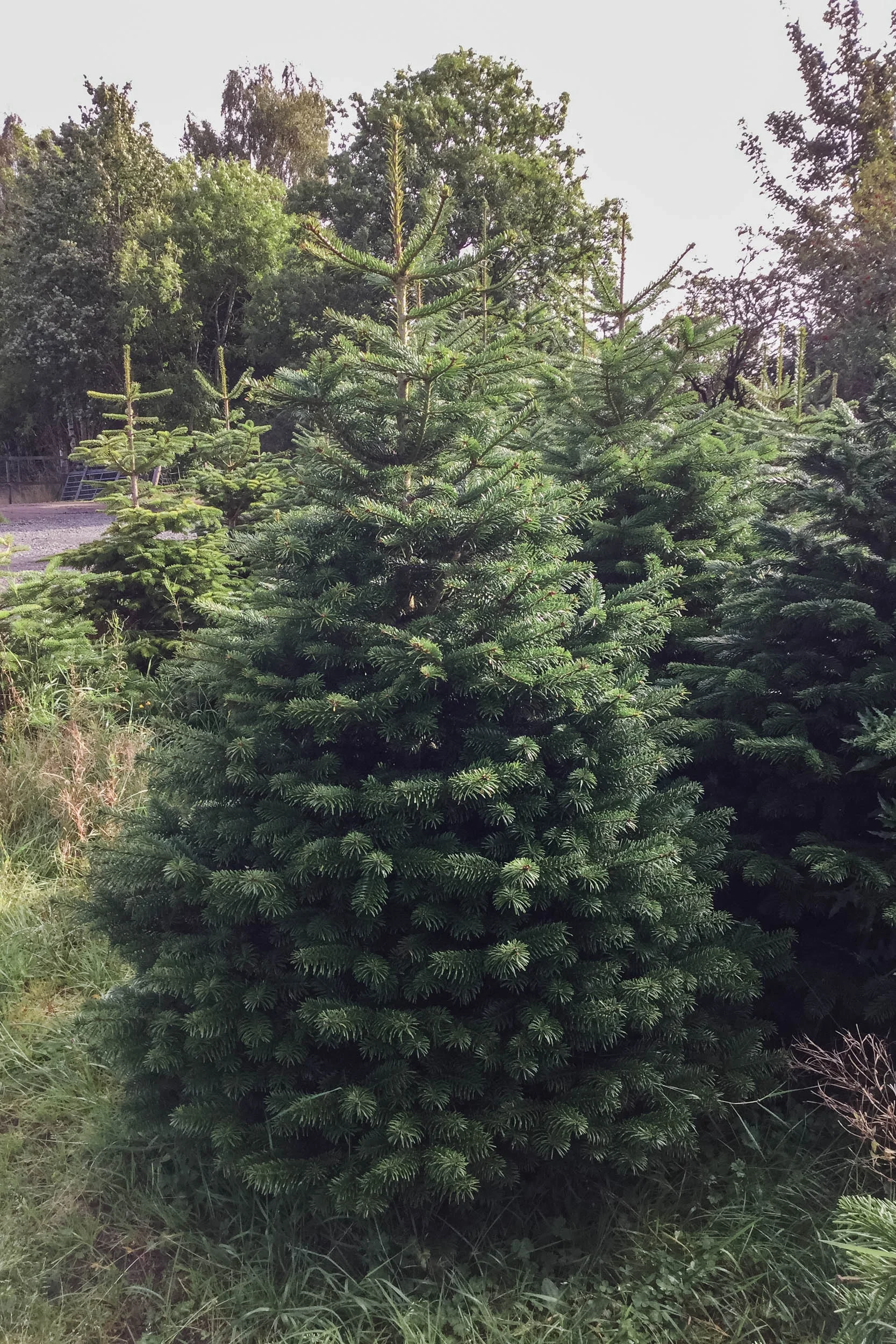 Duff-Trees-Premium-Nord-.jpg