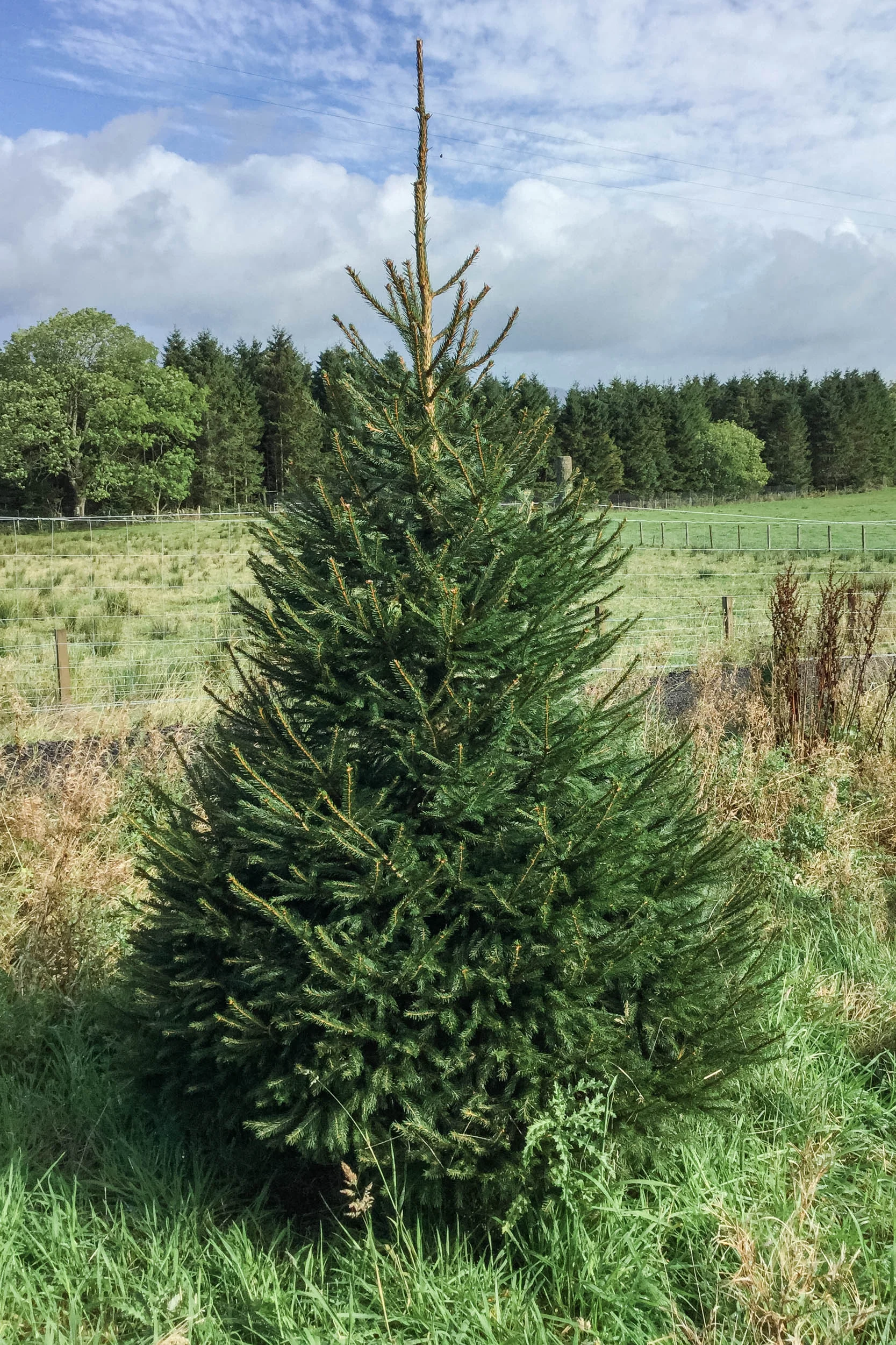 Duff-Trees-Norway-Spruce-.jpg