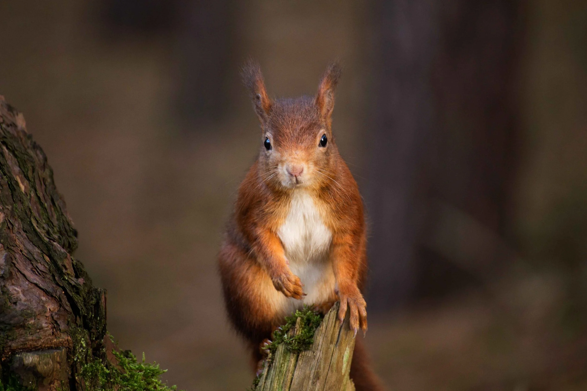 Boost for Red Squirrels 