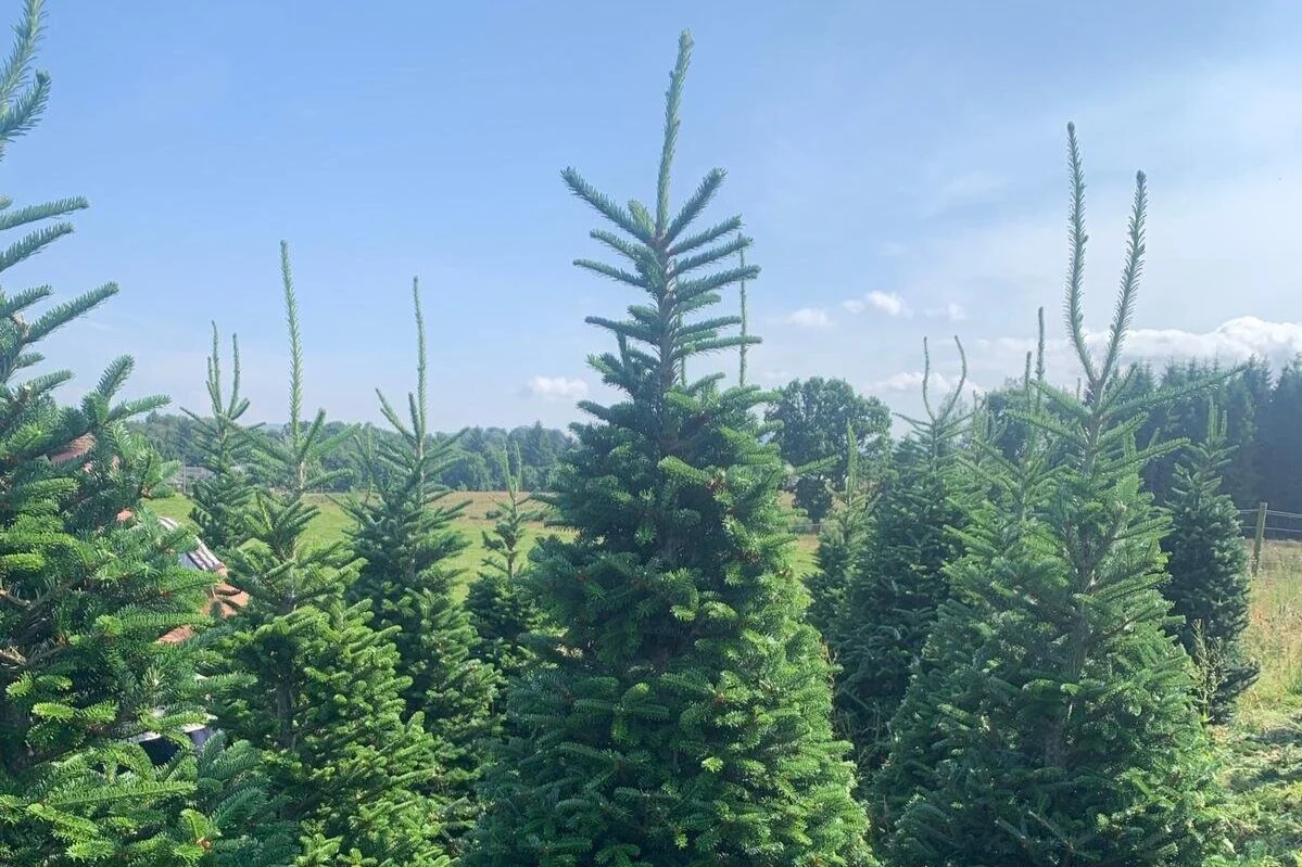 A good year for Fraser Fir
