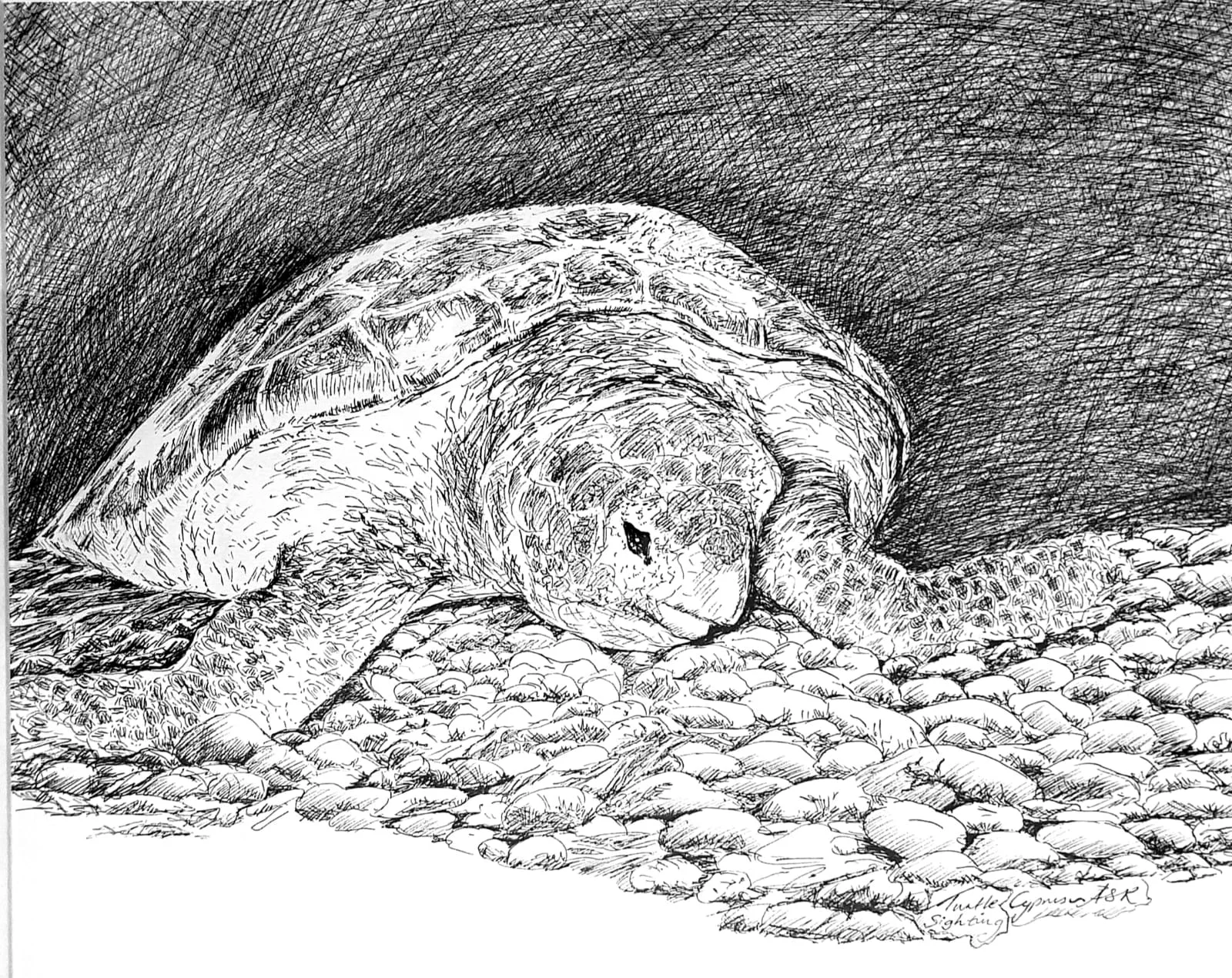 Turtle - Night Sighting Cyprus.JPG