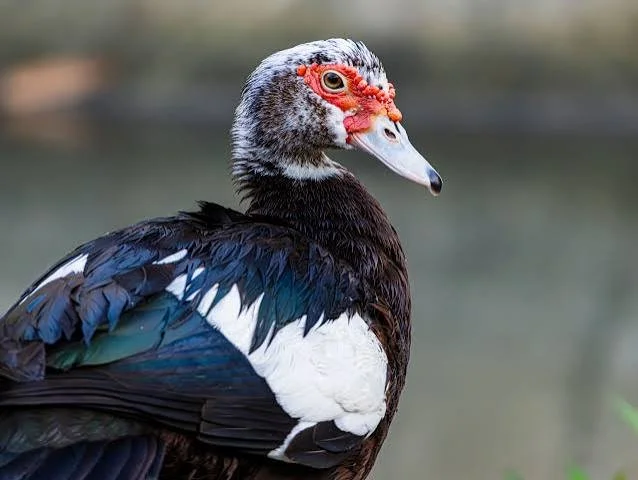 Webbed Foot Pines Muscovy Duck (Deposit)