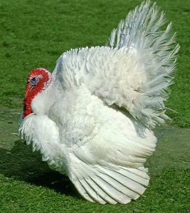 Broad-breasted white turkey in a field