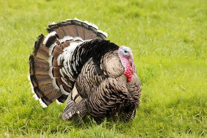 Webbed Foot Pines Small-Medium Turkey (Flat Rate)