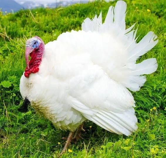 Broad-breasted White Turkey in a field