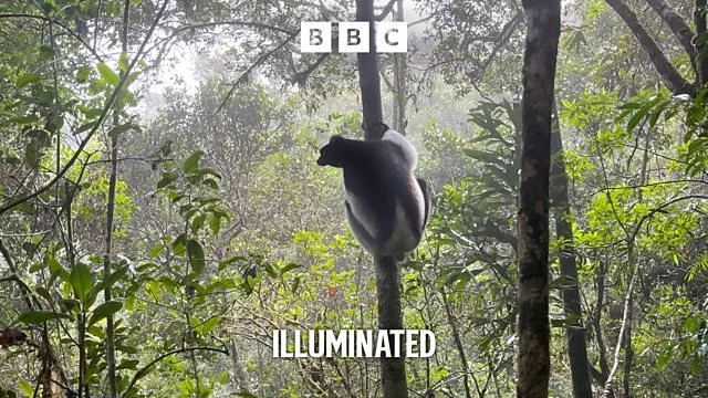 Lemurs Song Cover.jpg