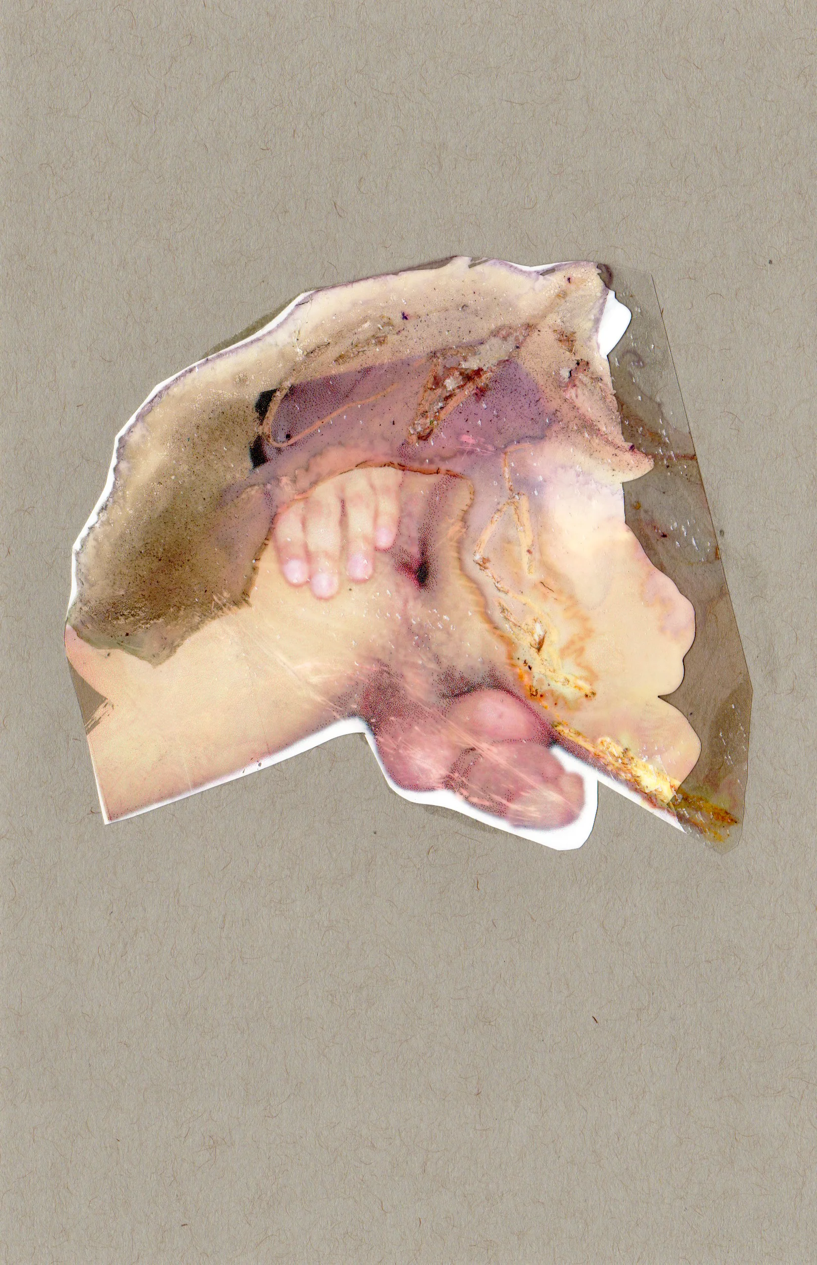 Lure, 2014, paint transparency archival ink and paper, 8.5x5.5 inches