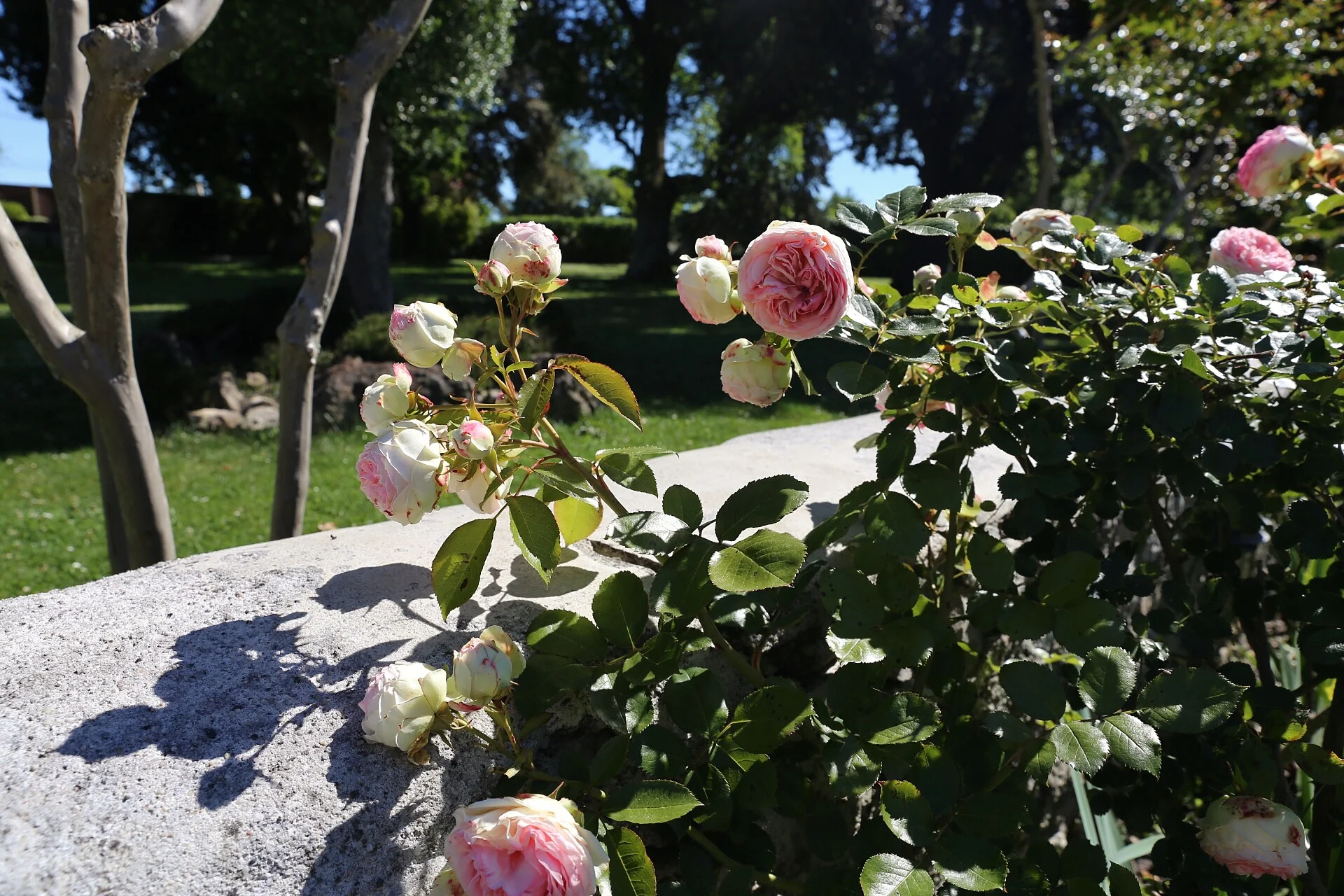 IMG_1278.jpeg
