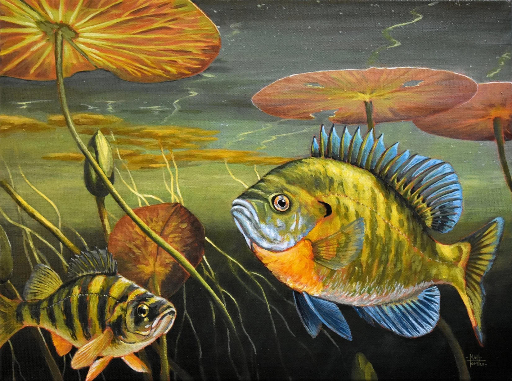 Panfish and Lily Pads | 2021 NC