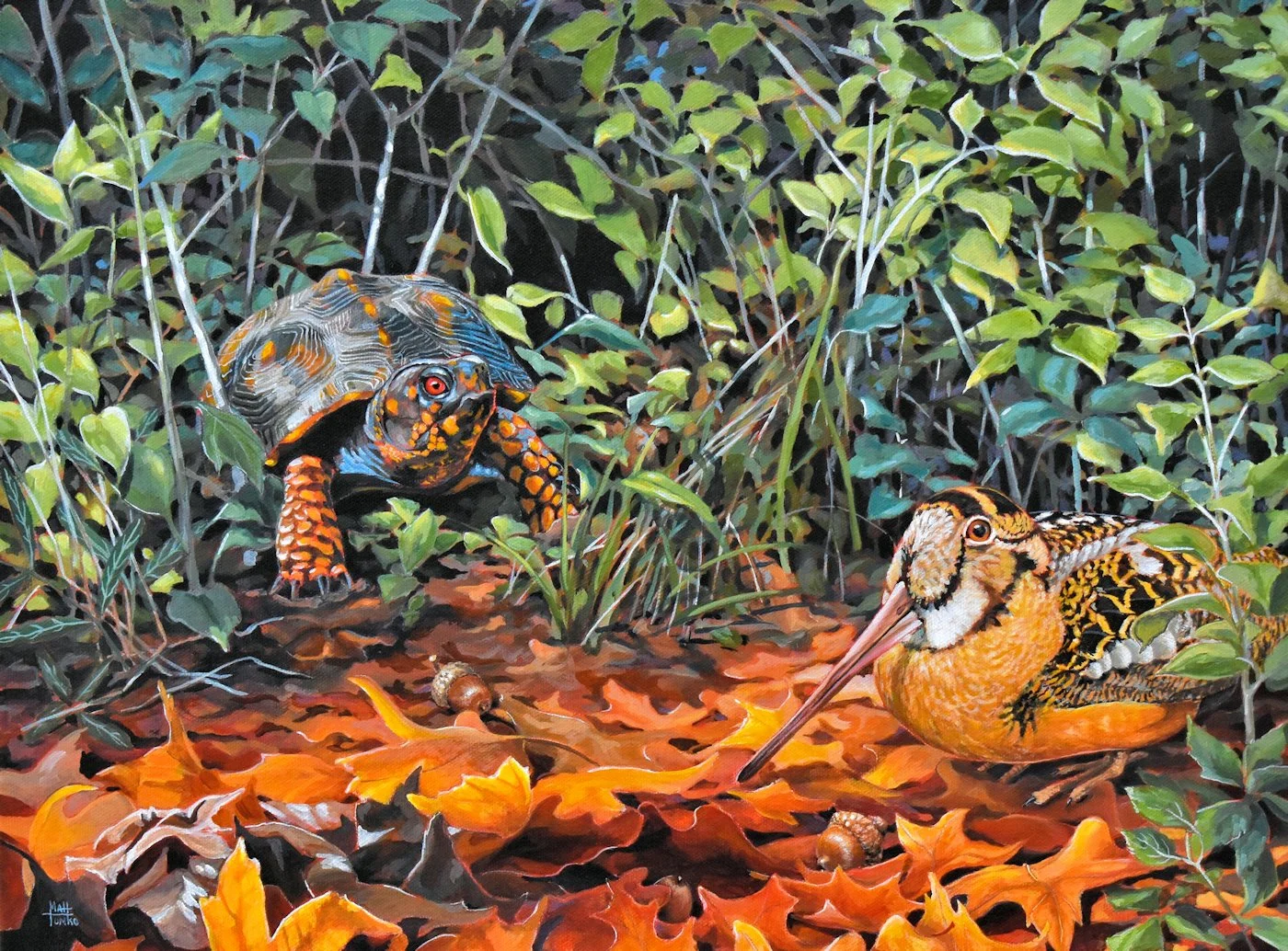 Box Turtle and Bog Sucker | 2025 WV