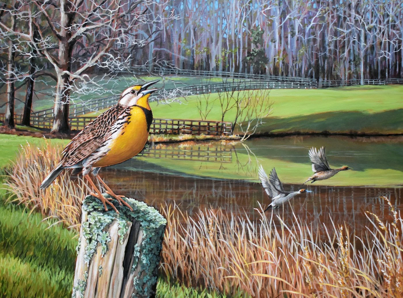 Meadowlark Morning | 2025 NC
