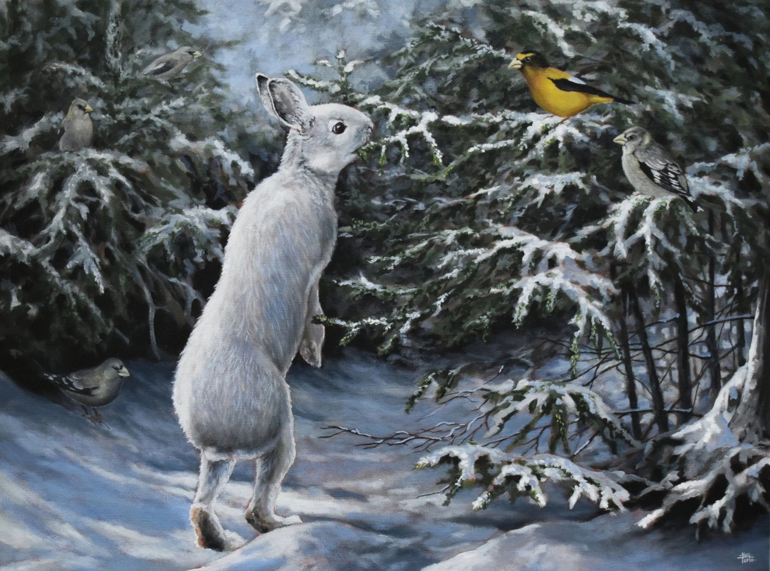 High Country Company original wildlife painting of a Snowshoe Hare with Evening Grosbeaks among snow-covered evergreens, inspired by Gaudineer Knob, West Virginia.
