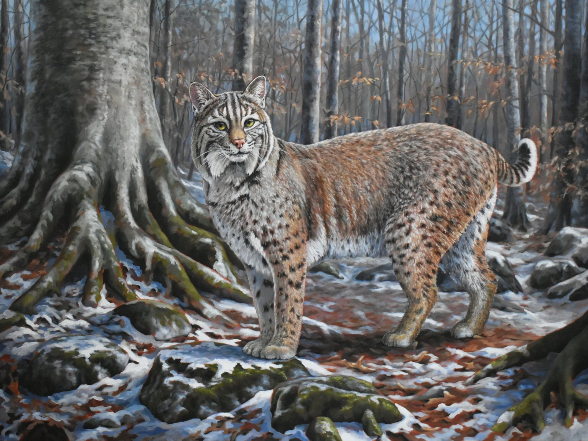 Bobcat walking through a snowy American Beech forest, “The Quiet Season,” by Wildlife Artist Matt Tomko.