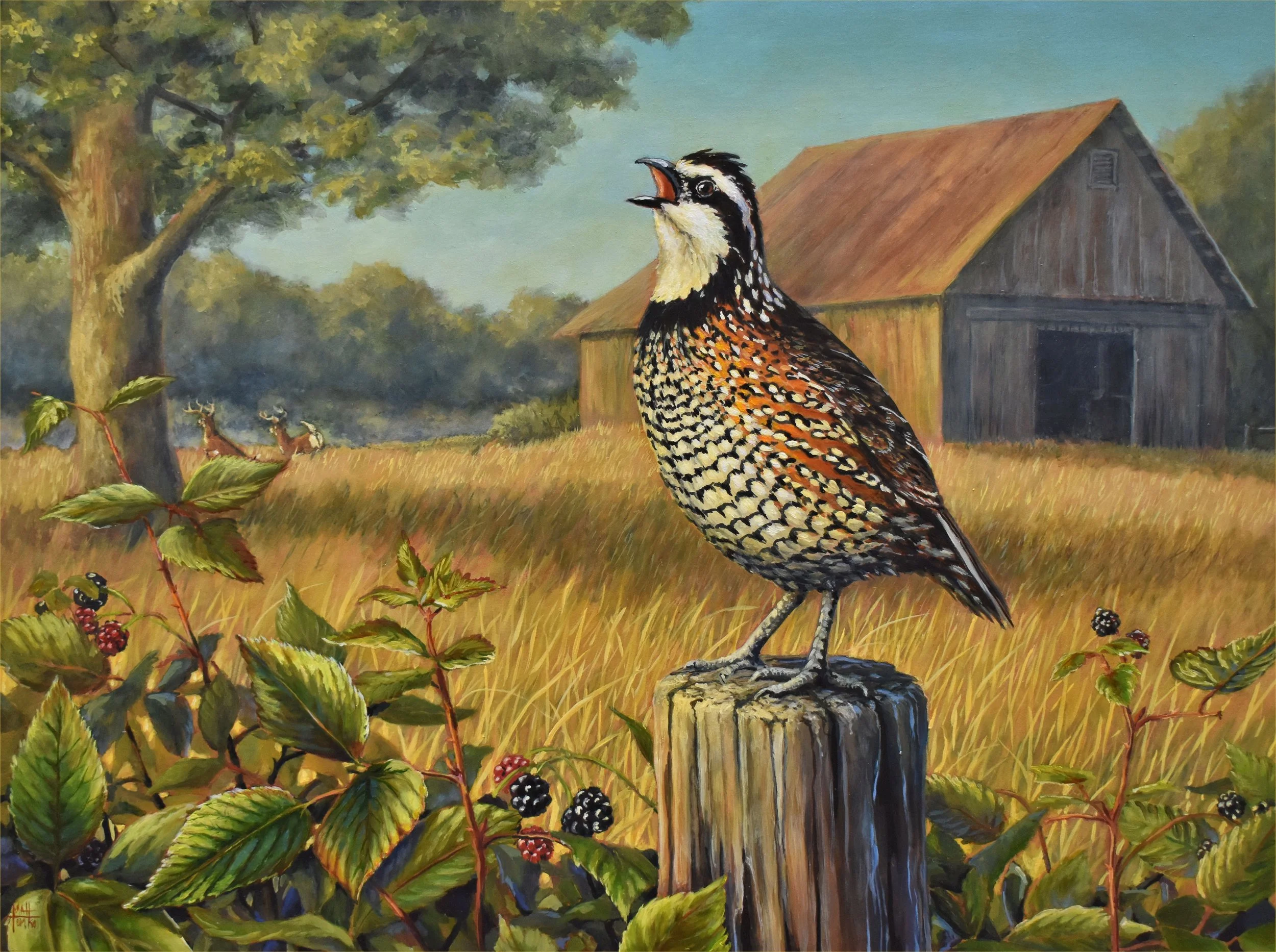 Northern Bobwhite calling from a fence post in a meadow with two White-tailed Deer and a distant barn.