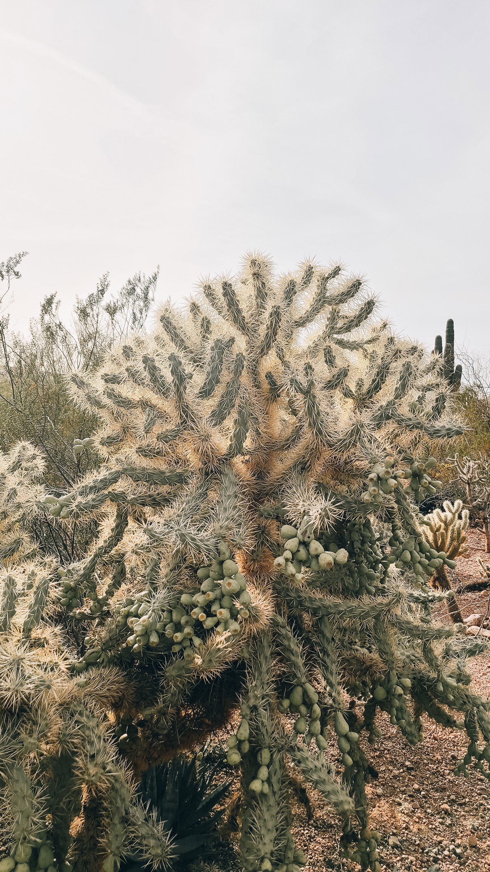 AZ_3.jpg