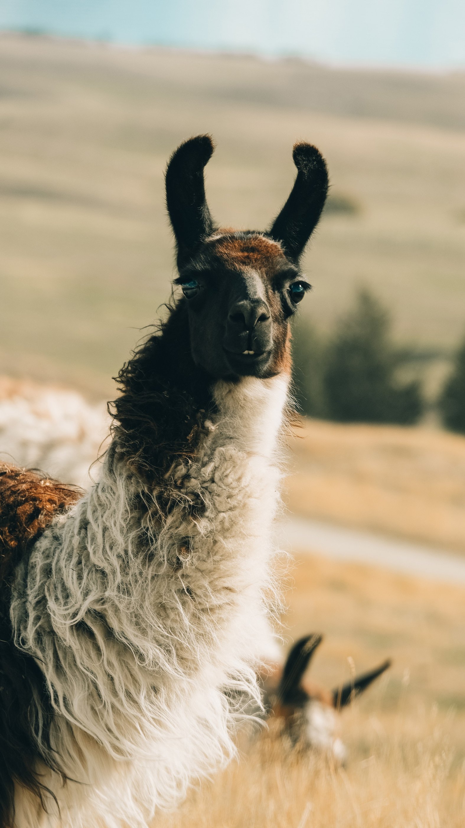 NZ_38.jpg