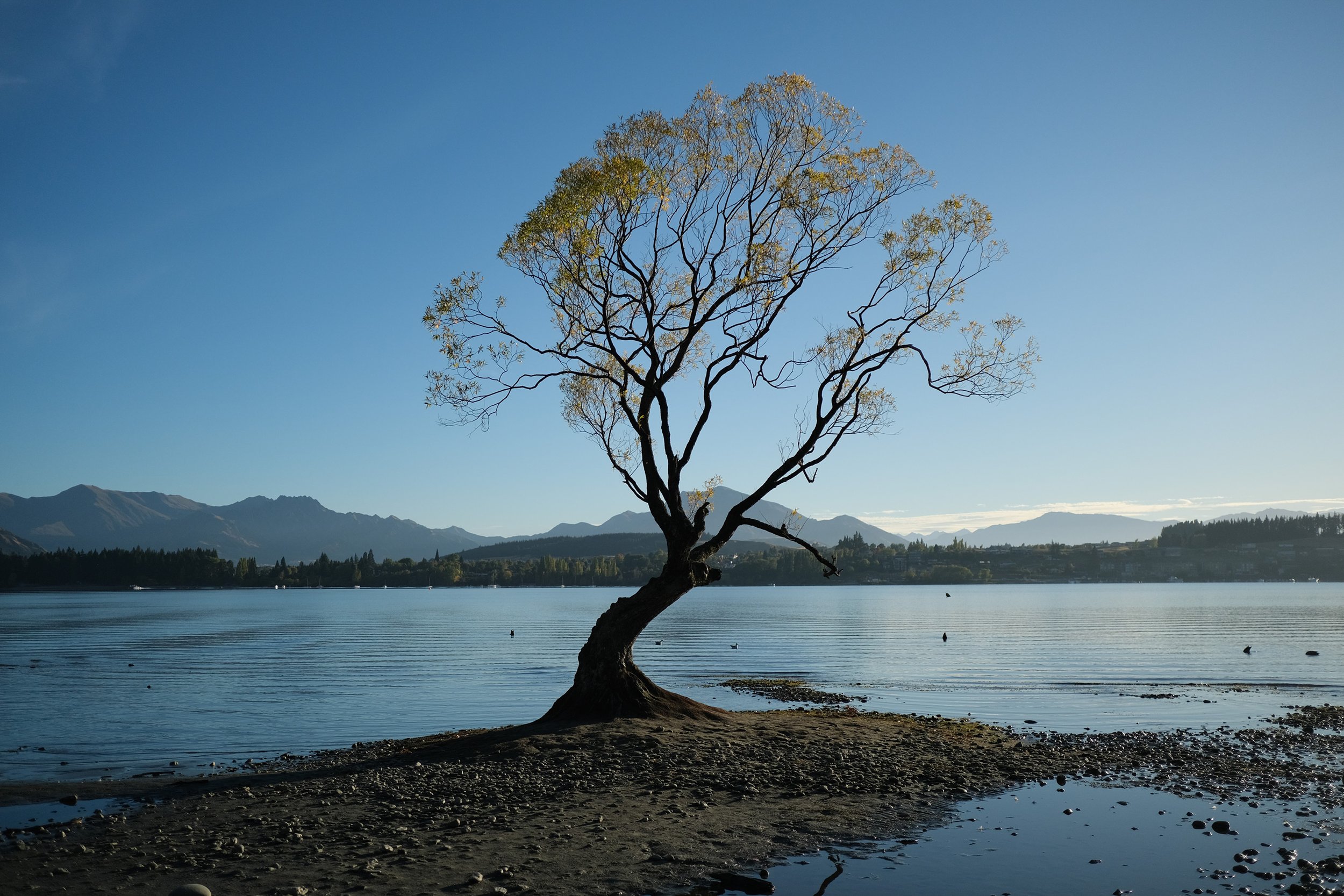 NZ_44.jpg