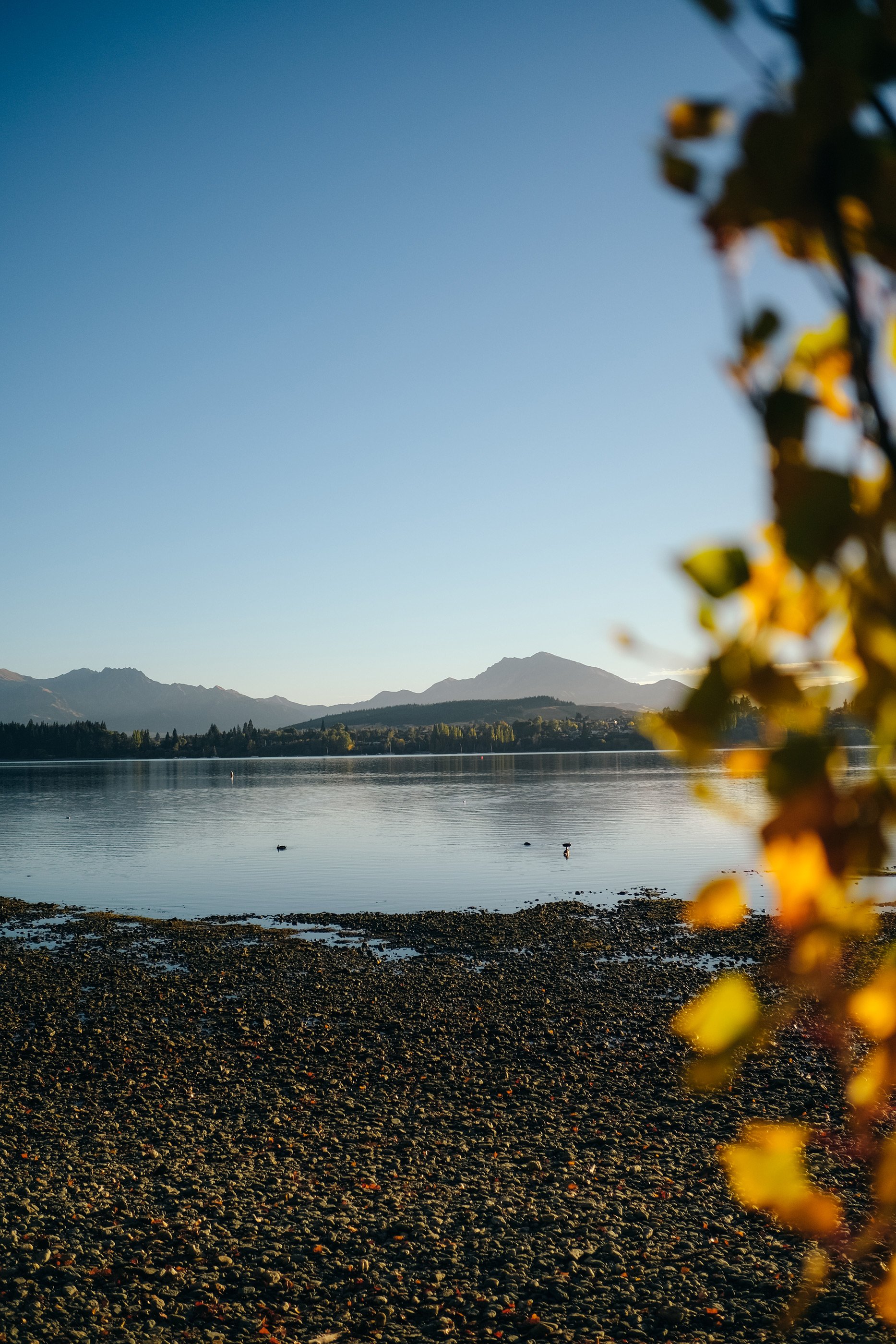 NZ_46.jpg