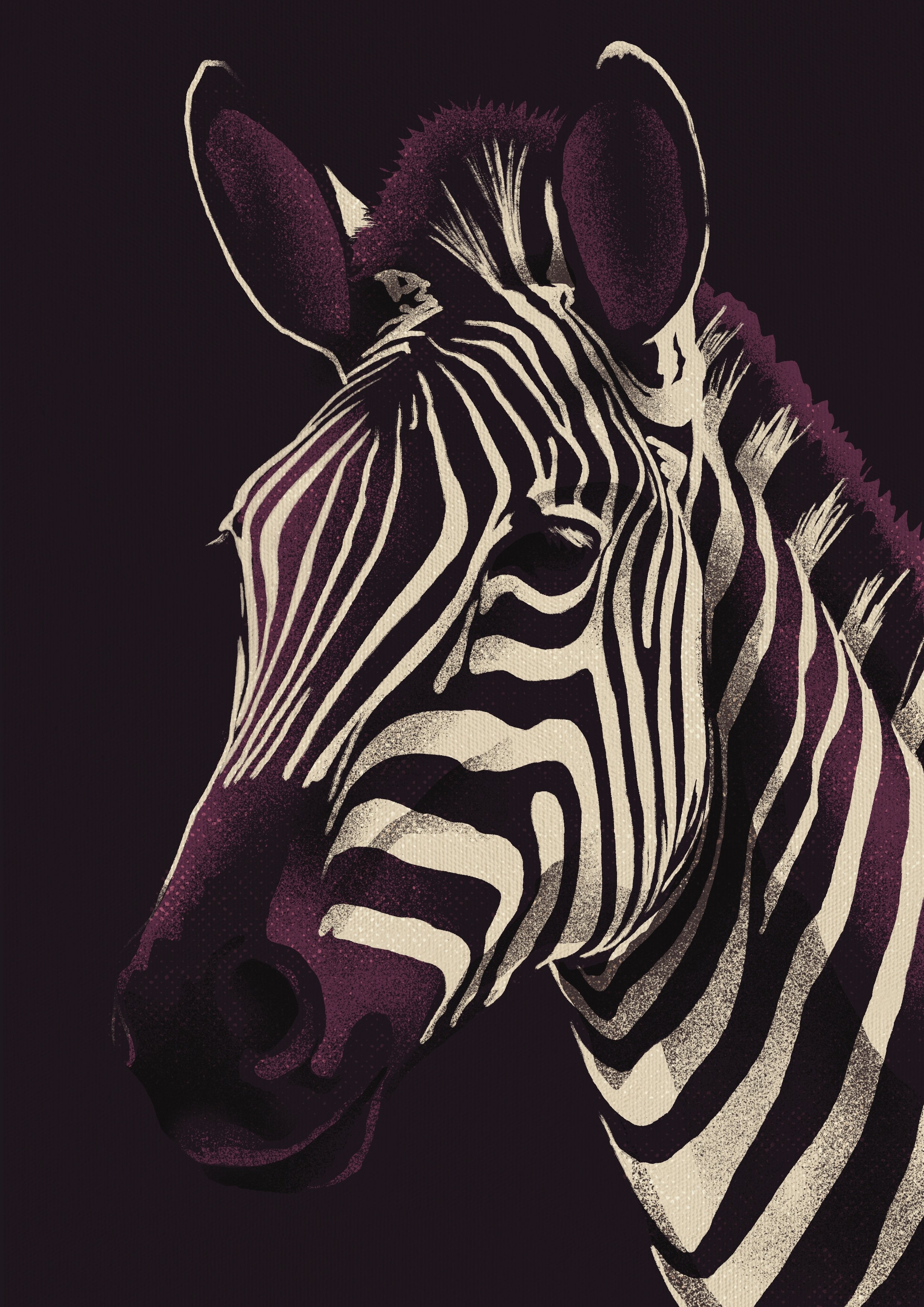 Zebra Illustration