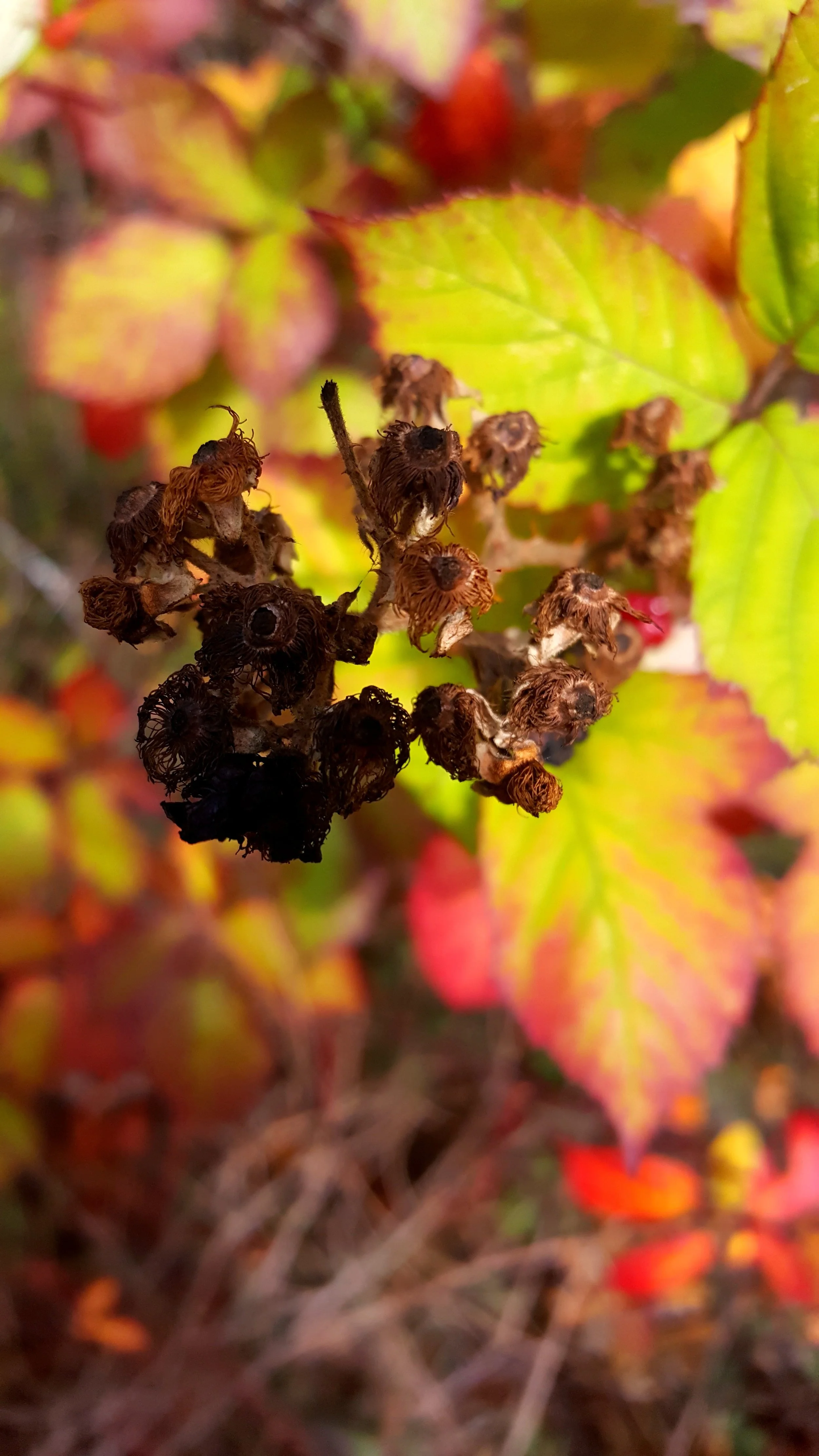 20181102_104452 (2018-11-02T10_44_51.000).jpg