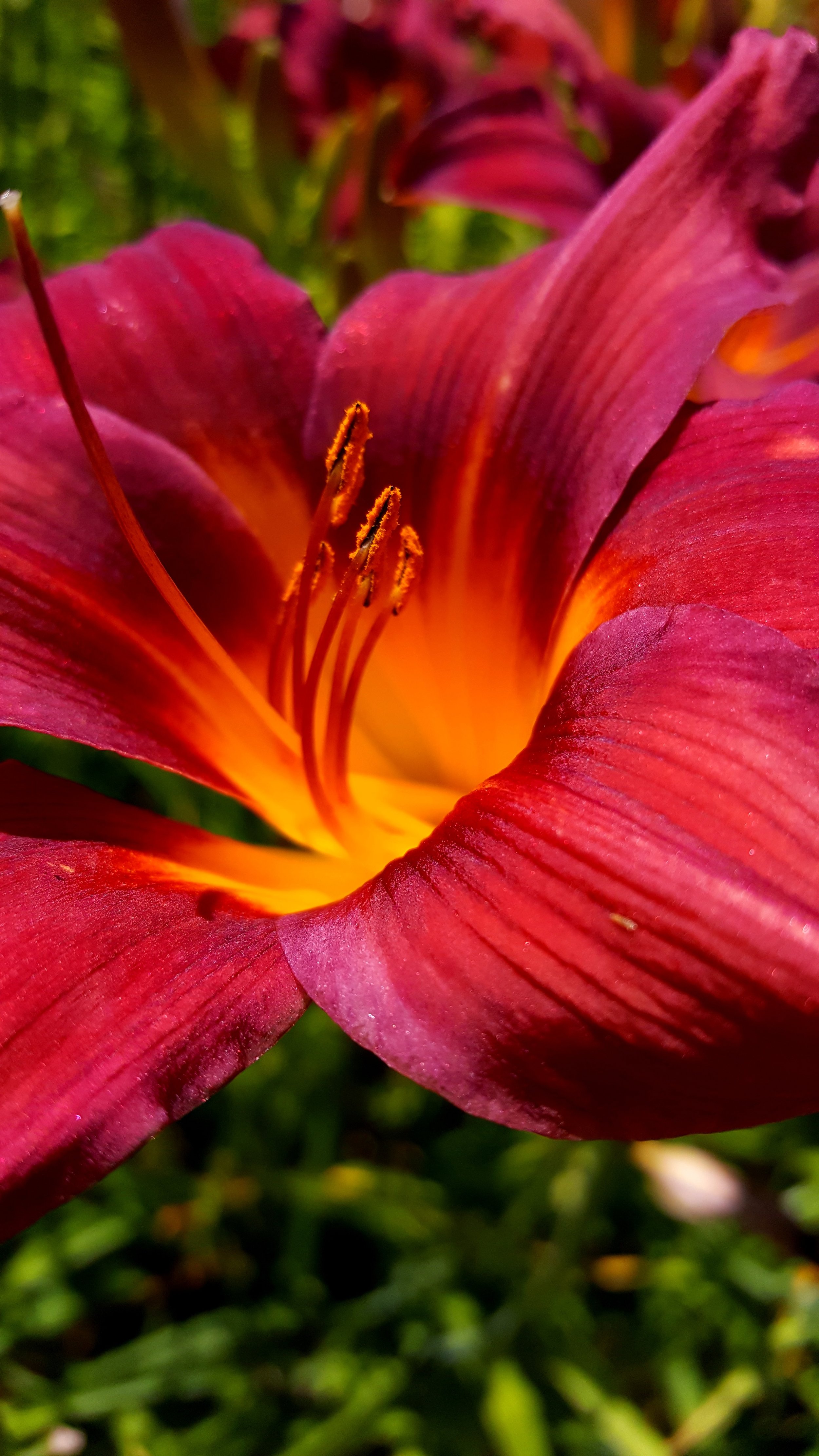 Purple Day Lily